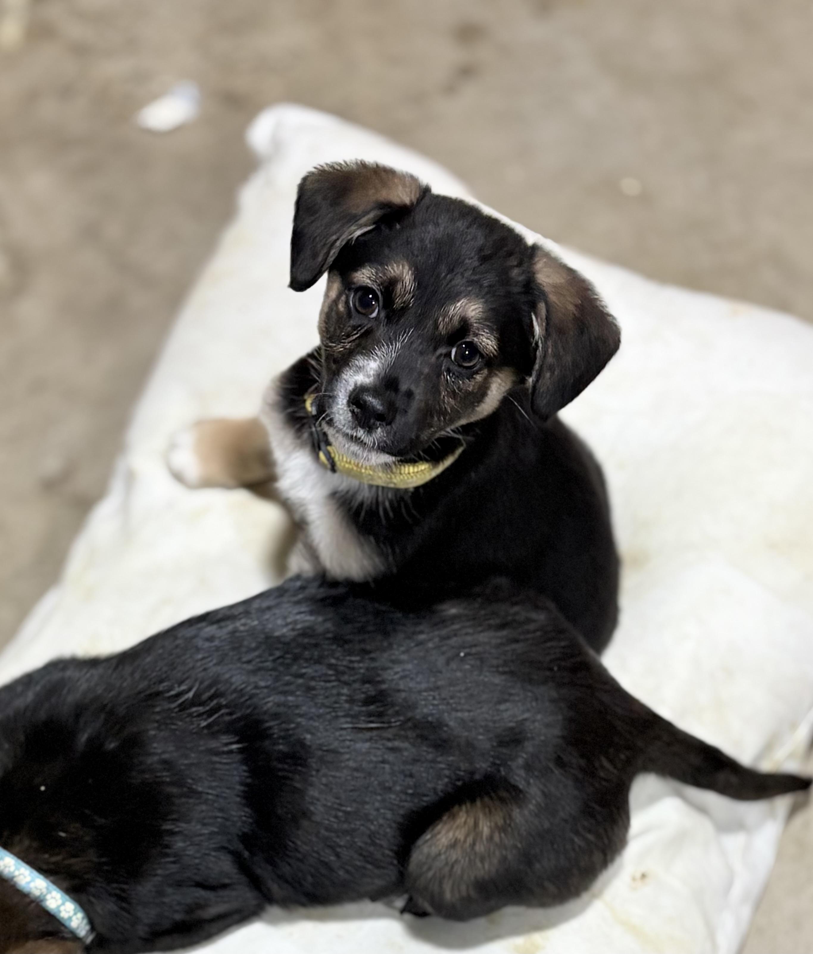 Enlarge Blizzard, an adopted mixed breed in Ayden, NC image 3/6