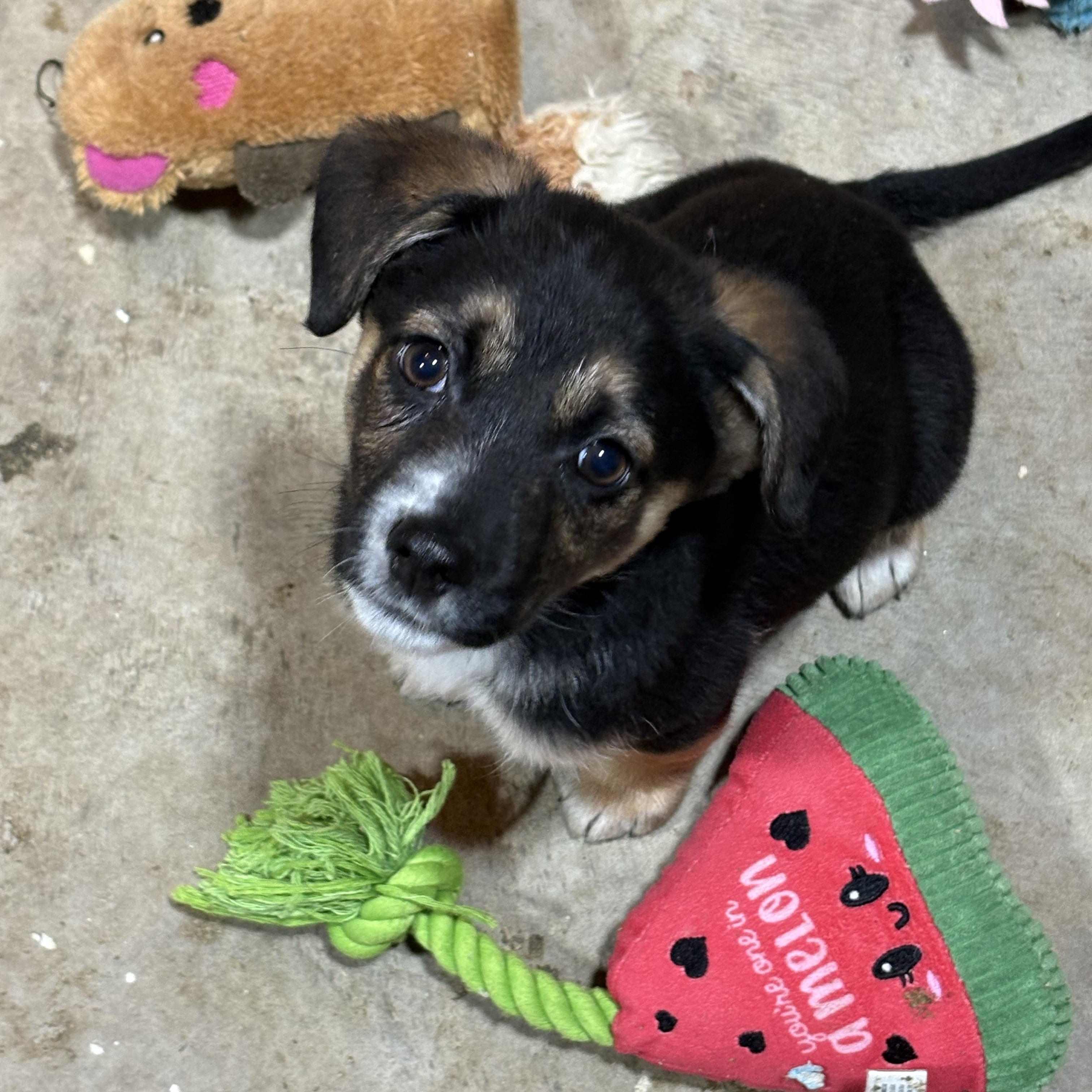 Enlarge Blizzard, an adopted mixed breed in Ayden, NC image 5/6