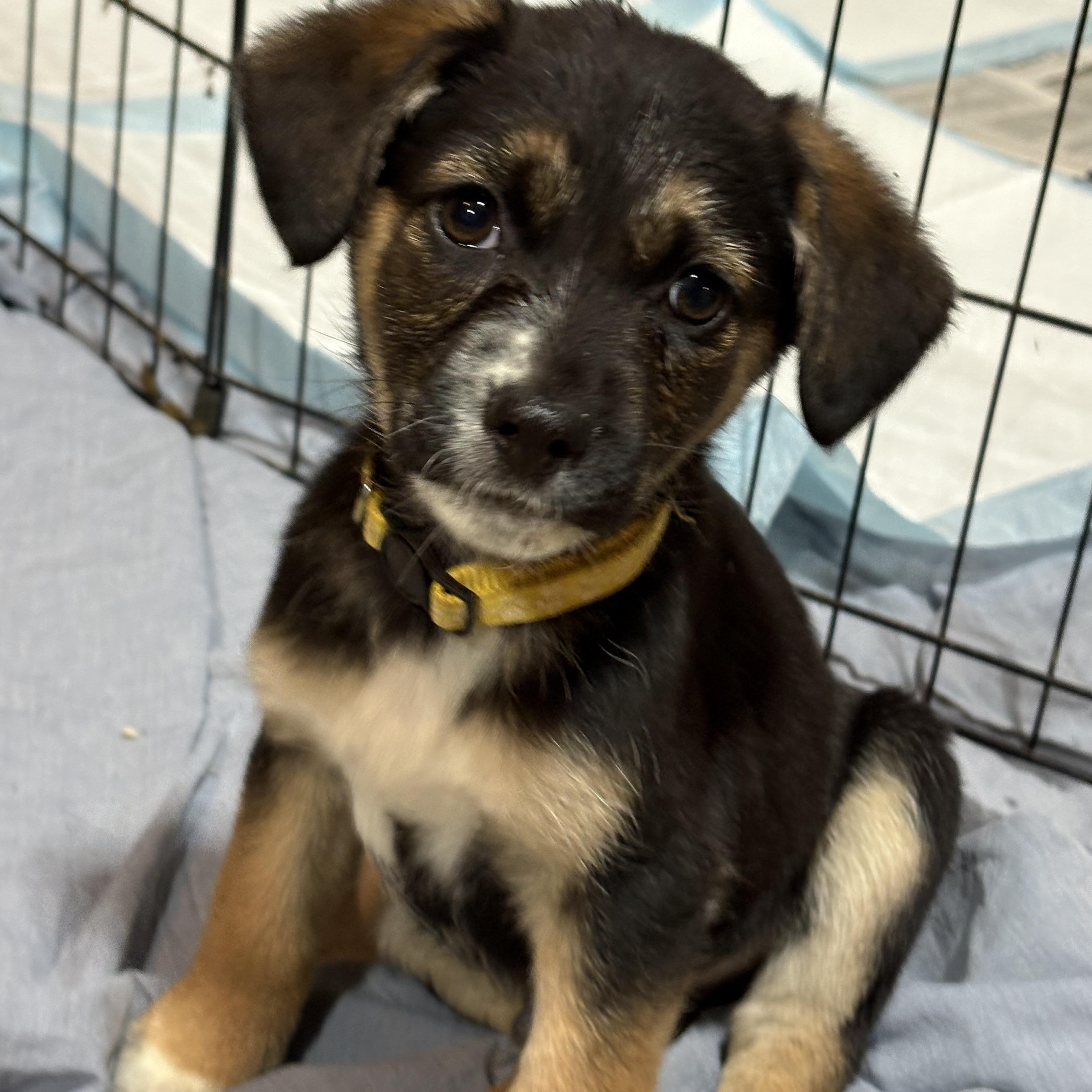 Enlarge Blizzard, an adopted mixed breed in Ayden, NC image 1/6