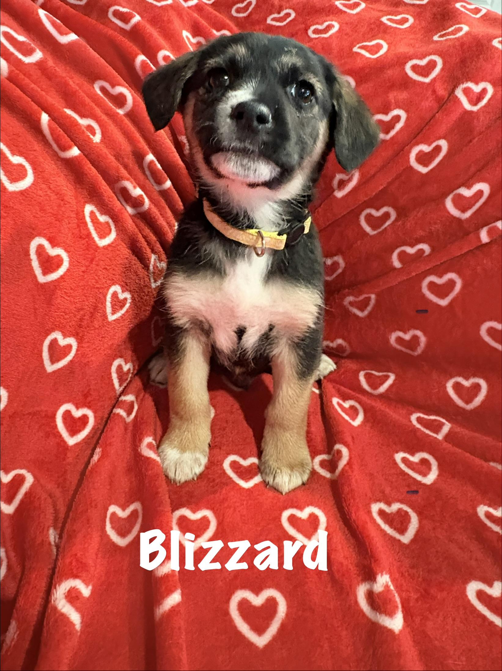Enlarge Blizzard, an adopted mixed breed in Ayden, NC image 6/6