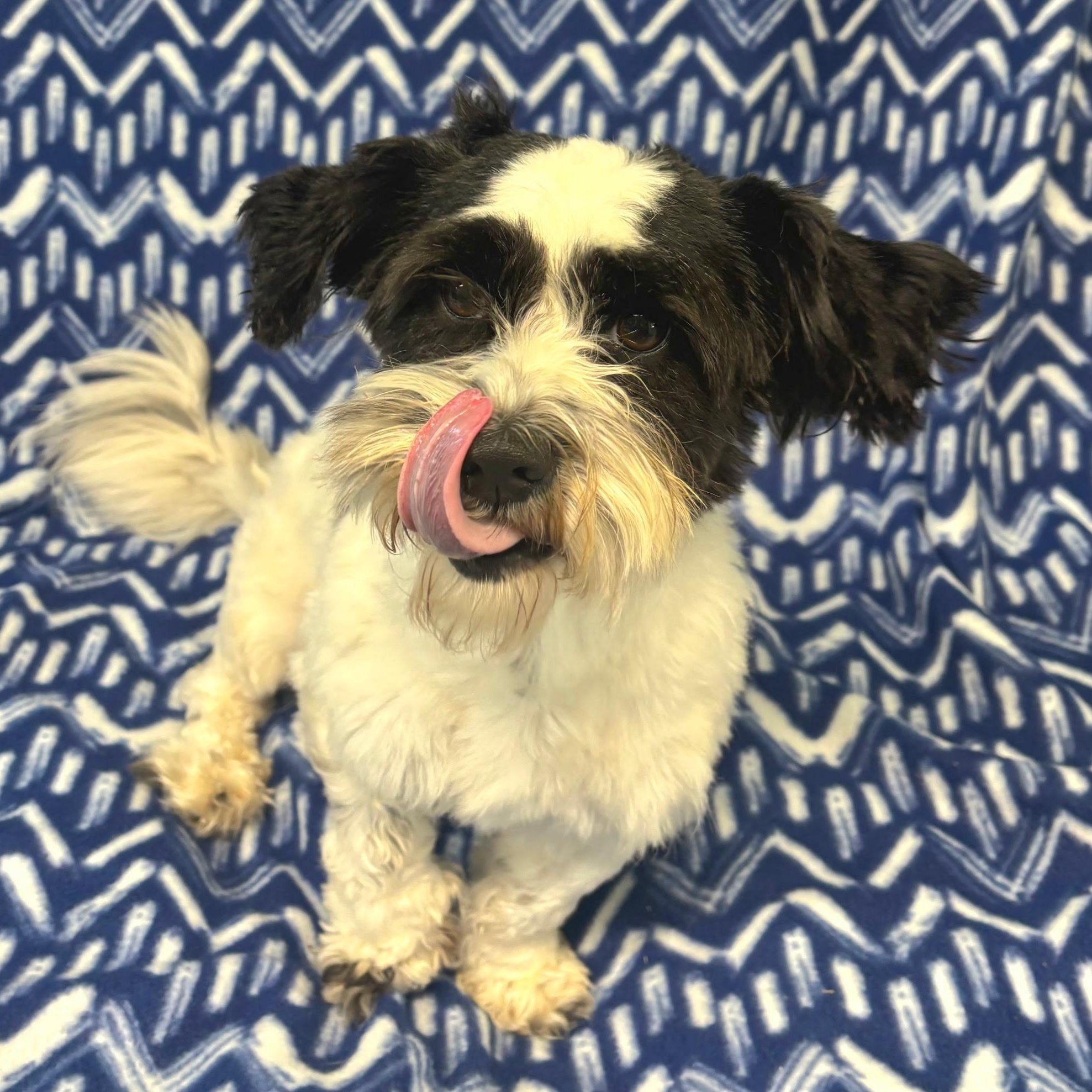 Fig, a Adoptable mixed breed in Anderson, SC image 3/4