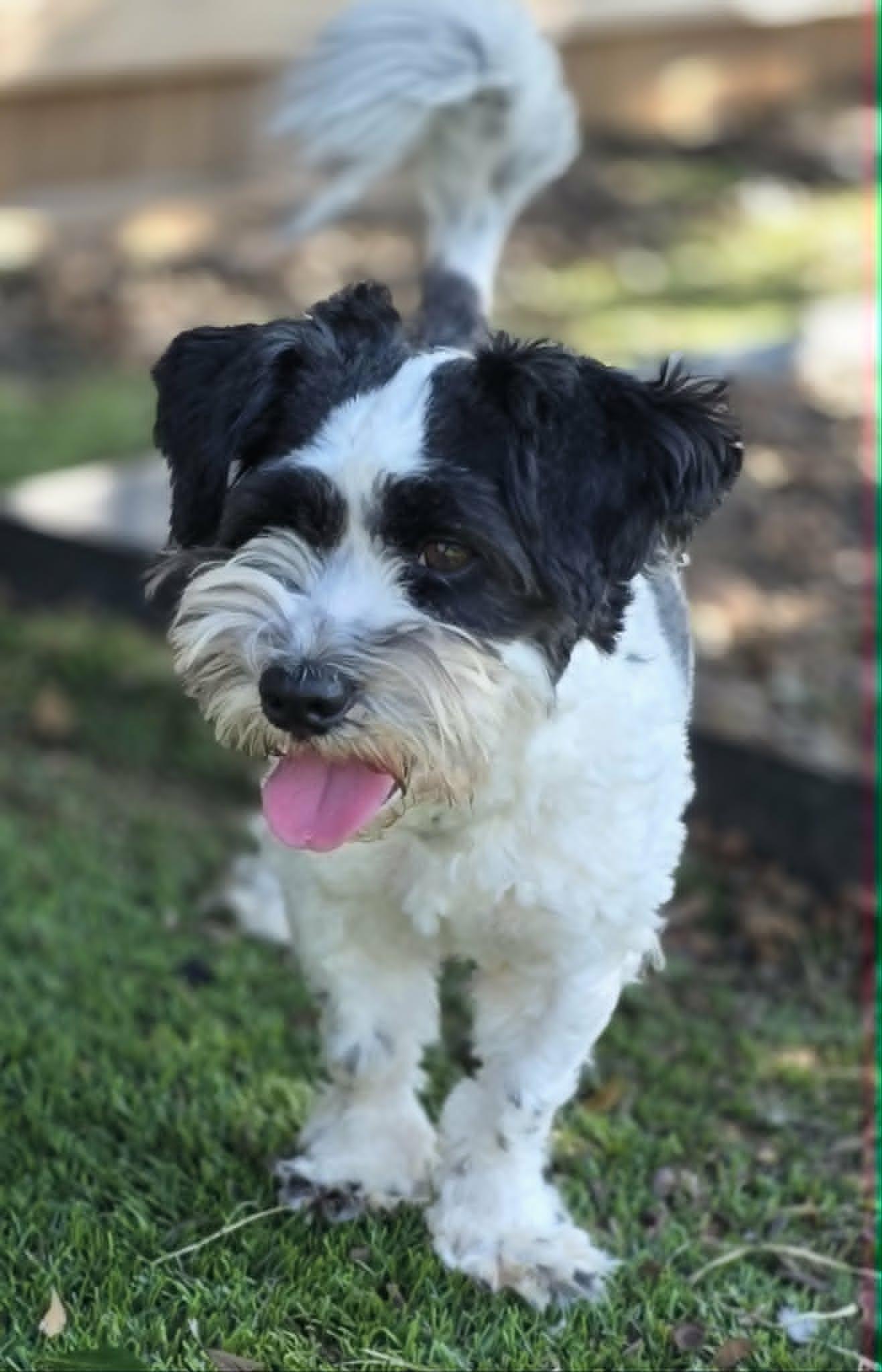 Fig, Adoptable, Young Female Lhasa Apso.