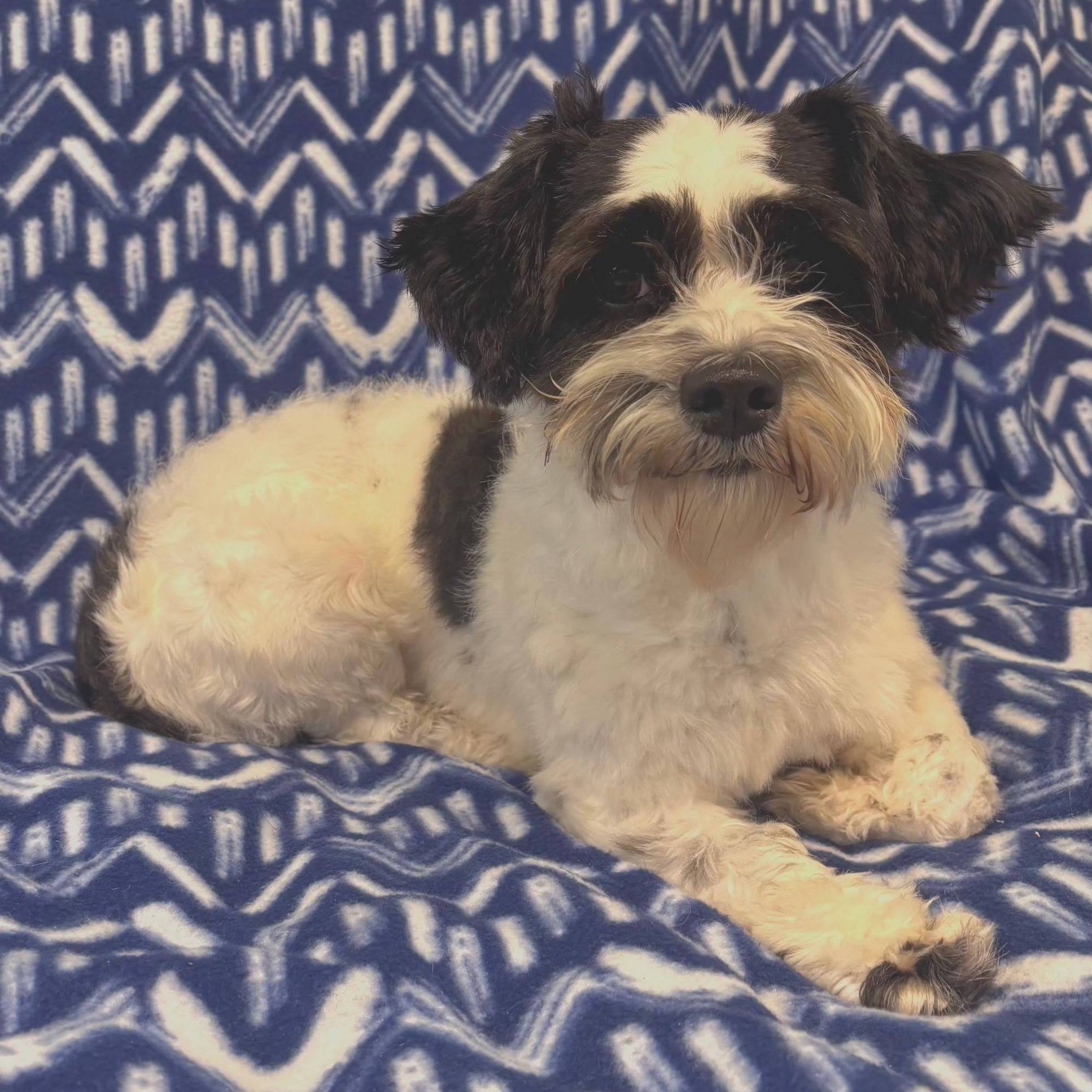 Fig, a Adoptable mixed breed in Anderson, SC image 1/4