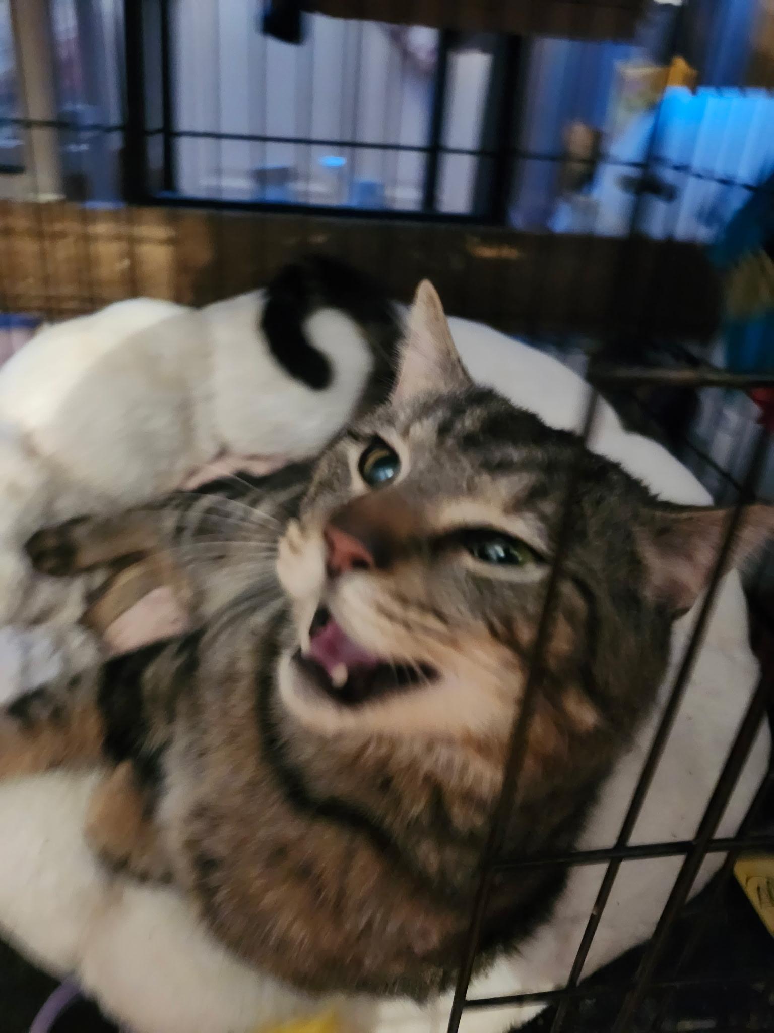 Enlarge Mike Tyson, a Adoptable Domestic Short Hair in Washington, DC image 3/4