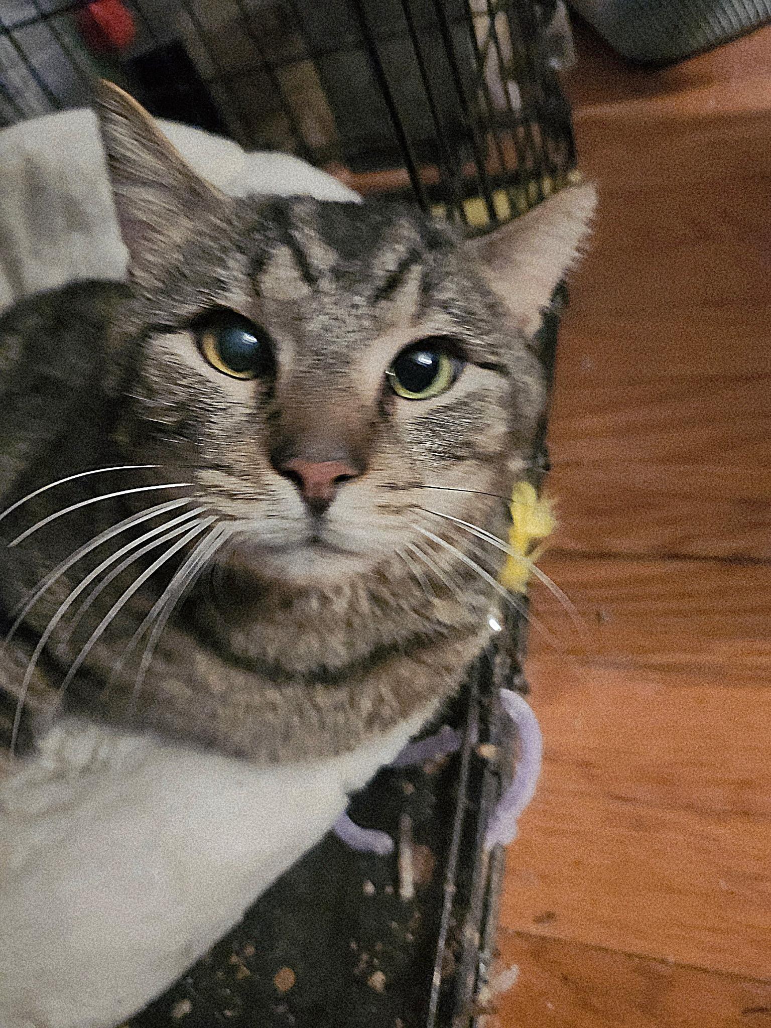 Enlarge Mike Tyson, a Adoptable Domestic Short Hair in Washington, DC image 1/4