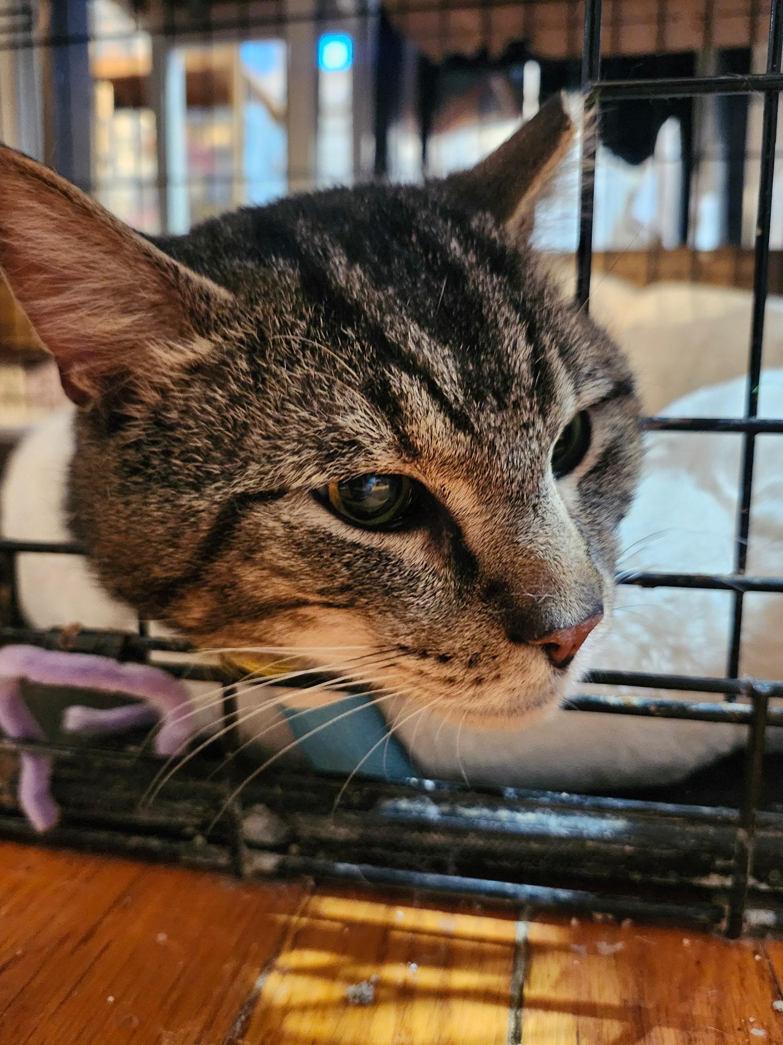 Enlarge Mike Tyson, a Adoptable Domestic Short Hair in Washington, DC image 2/4