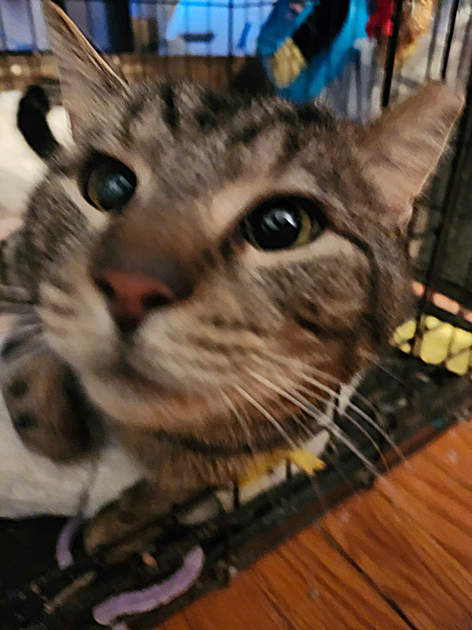 Enlarge Mike Tyson, a Adoptable Domestic Short Hair in Washington, DC image 4/4