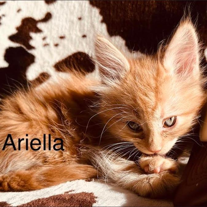 Enlarge Ariella, a Adoptable Domestic Medium Hair in Stagecoach, NV image 1/3