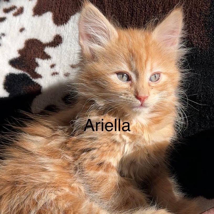 Enlarge Ariella, a Adoptable Domestic Medium Hair in Stagecoach, NV image 2/3