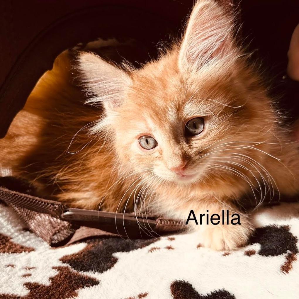 Enlarge Ariella, a Adoptable Domestic Medium Hair in Stagecoach, NV image 3/3