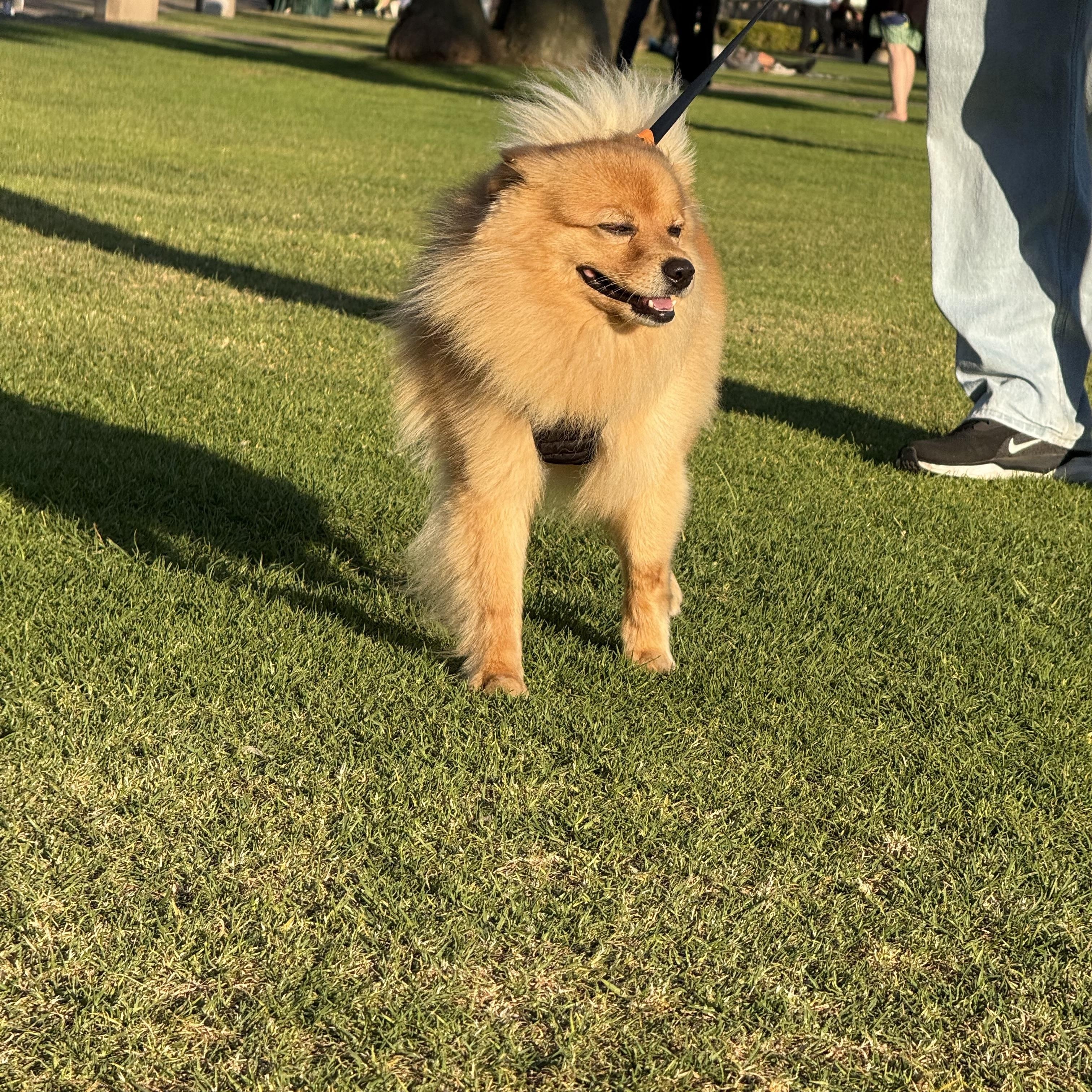 Simba, a ADOPTABLE mixed breed in Thousand Oaks, CA image 5/5