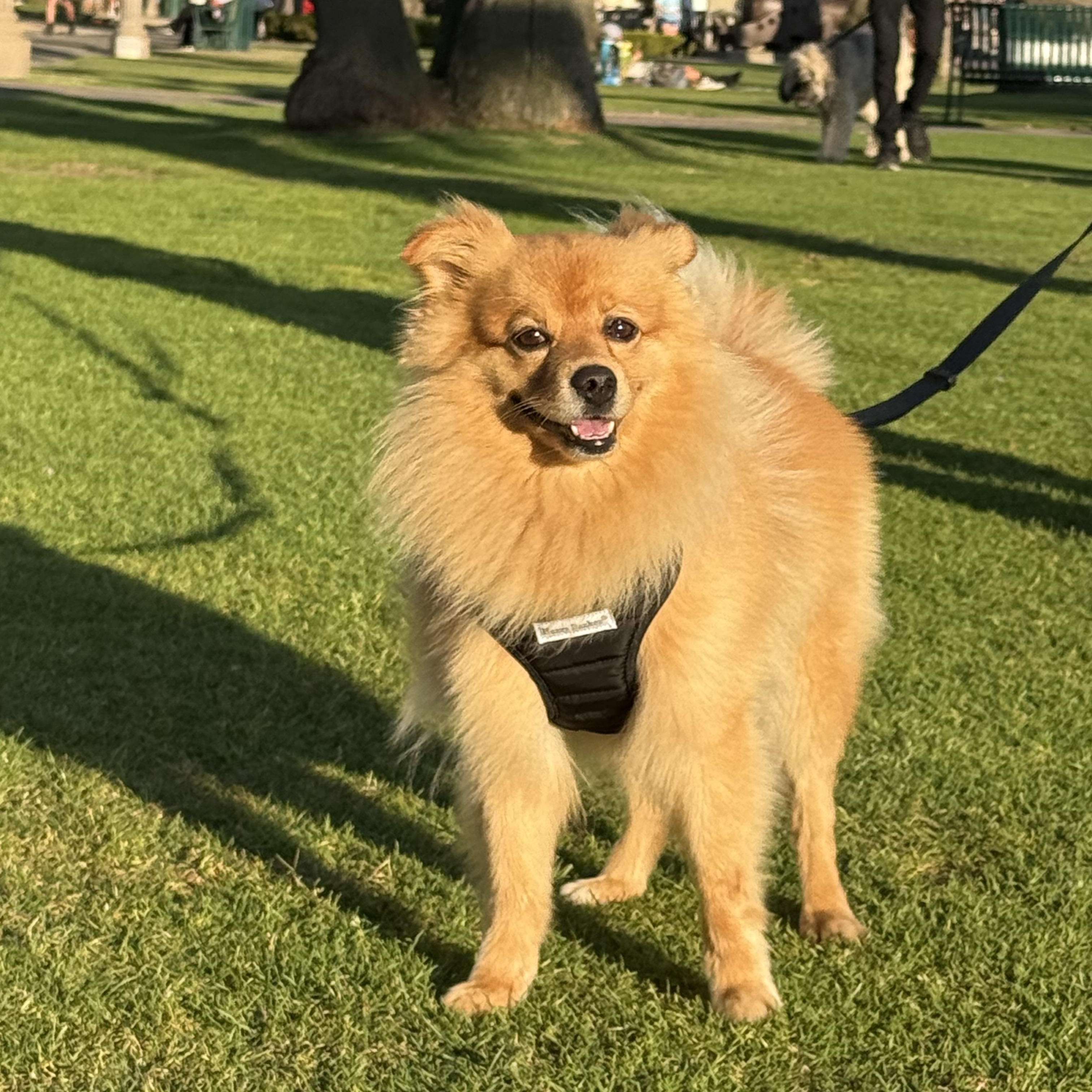 Simba, a ADOPTABLE mixed breed in Thousand Oaks, CA image 1/5