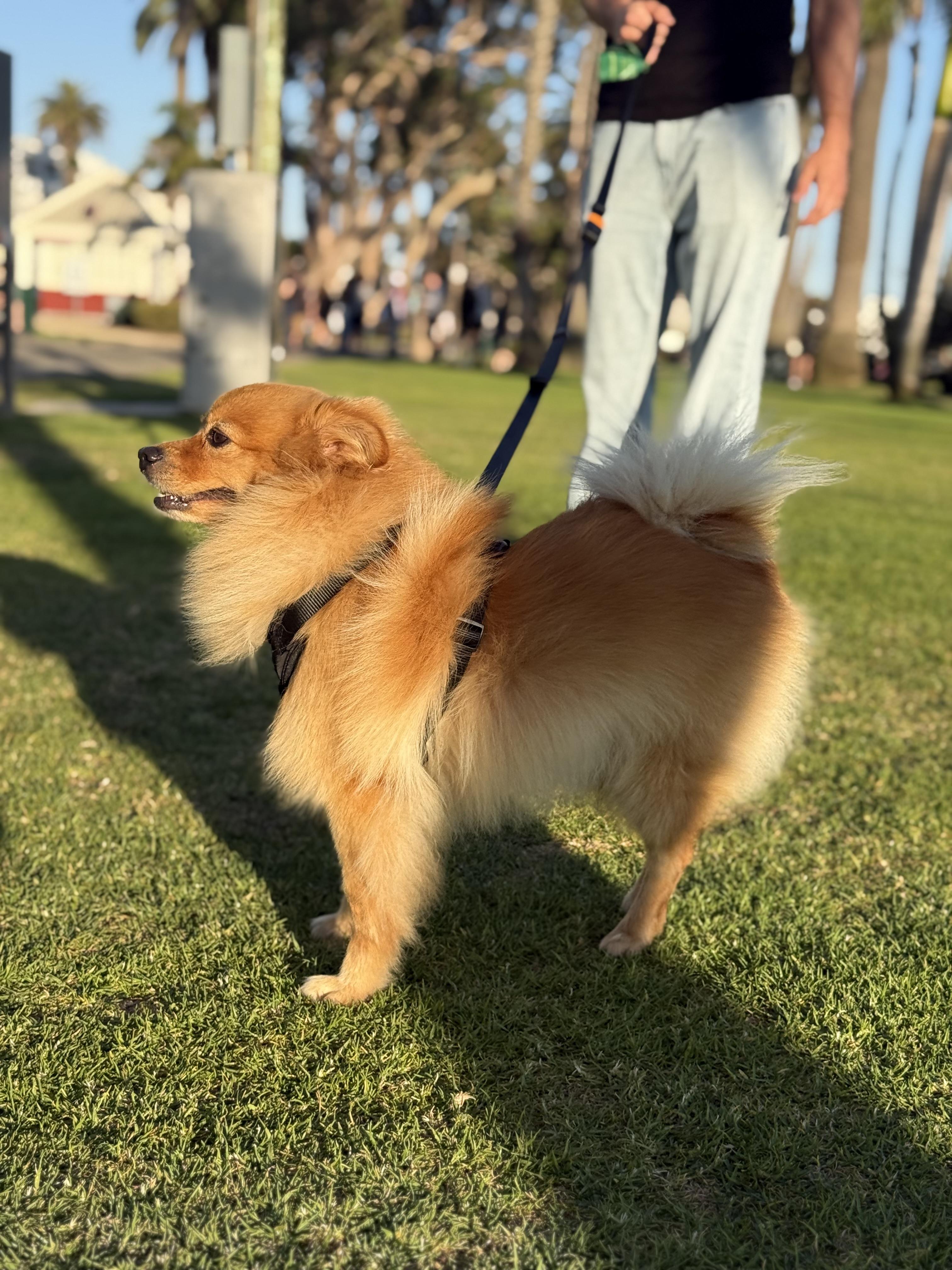 Simba, a ADOPTABLE mixed breed in Thousand Oaks, CA image 2/5