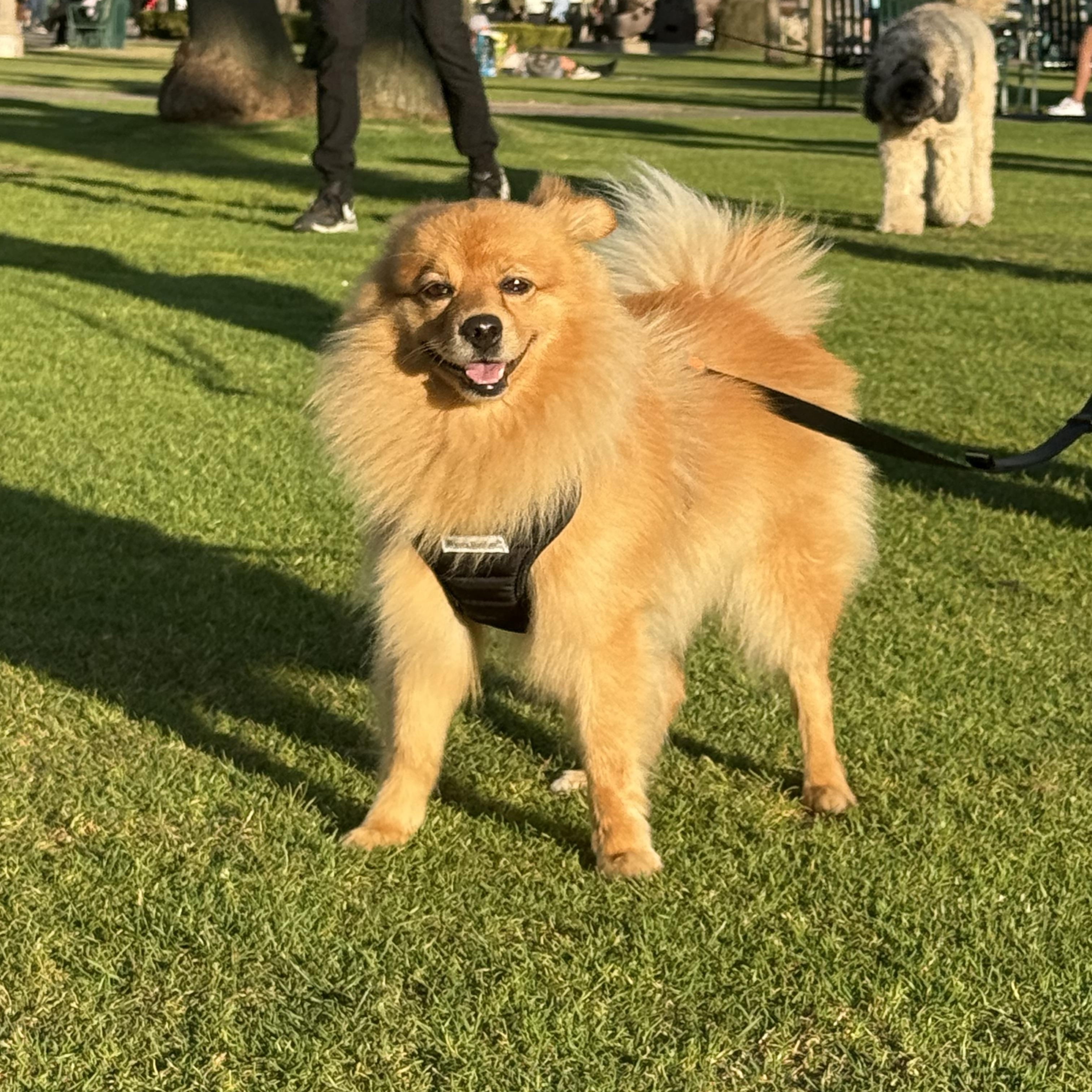 Simba, a ADOPTABLE mixed breed in Thousand Oaks, CA image 3/5
