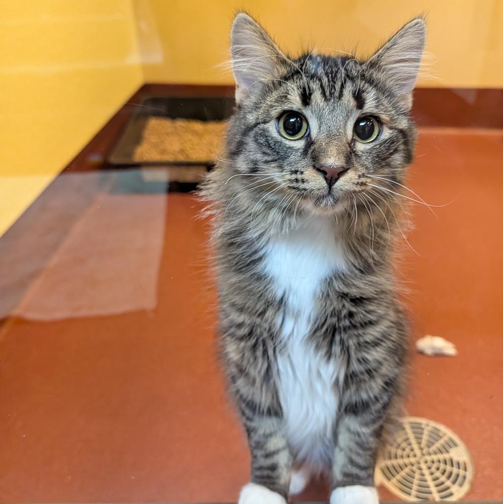 Ketchup, Adoptable, Adult Male Domestic Medium Hair.