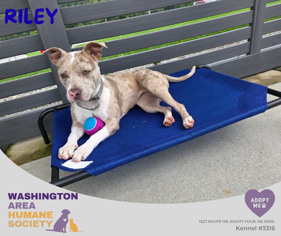 Enlarge Riley, a Adoptable mixed breed in Eighty Four, PA image 1/3
