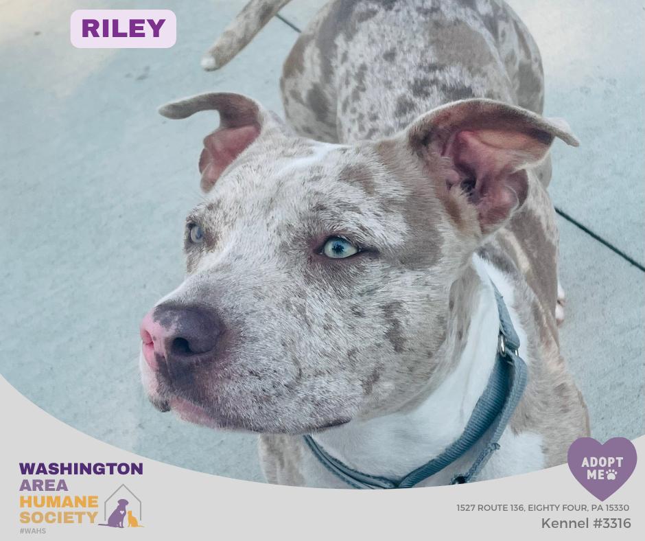 Riley, ADOPTABLE, Adult Female Pit Bull Terrier.