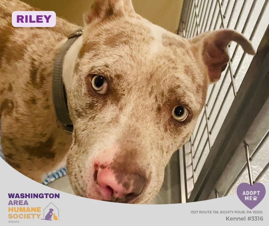 Riley, a ADOPTABLE mixed breed in Eighty Four, PA image 2/2