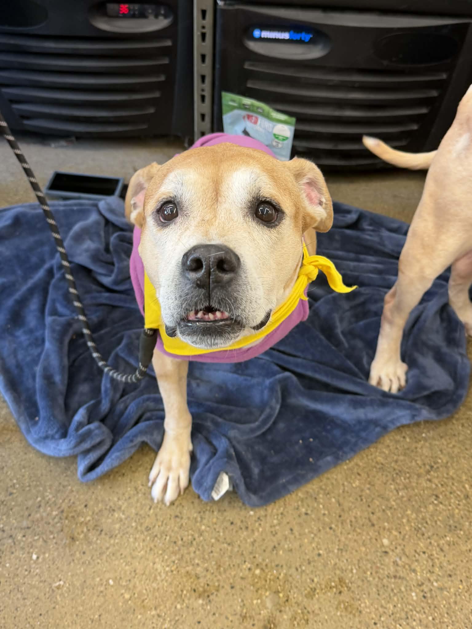 Enlarge Honey, a Adoptable Pit Bull Terrier in Troy, MI image 1/6