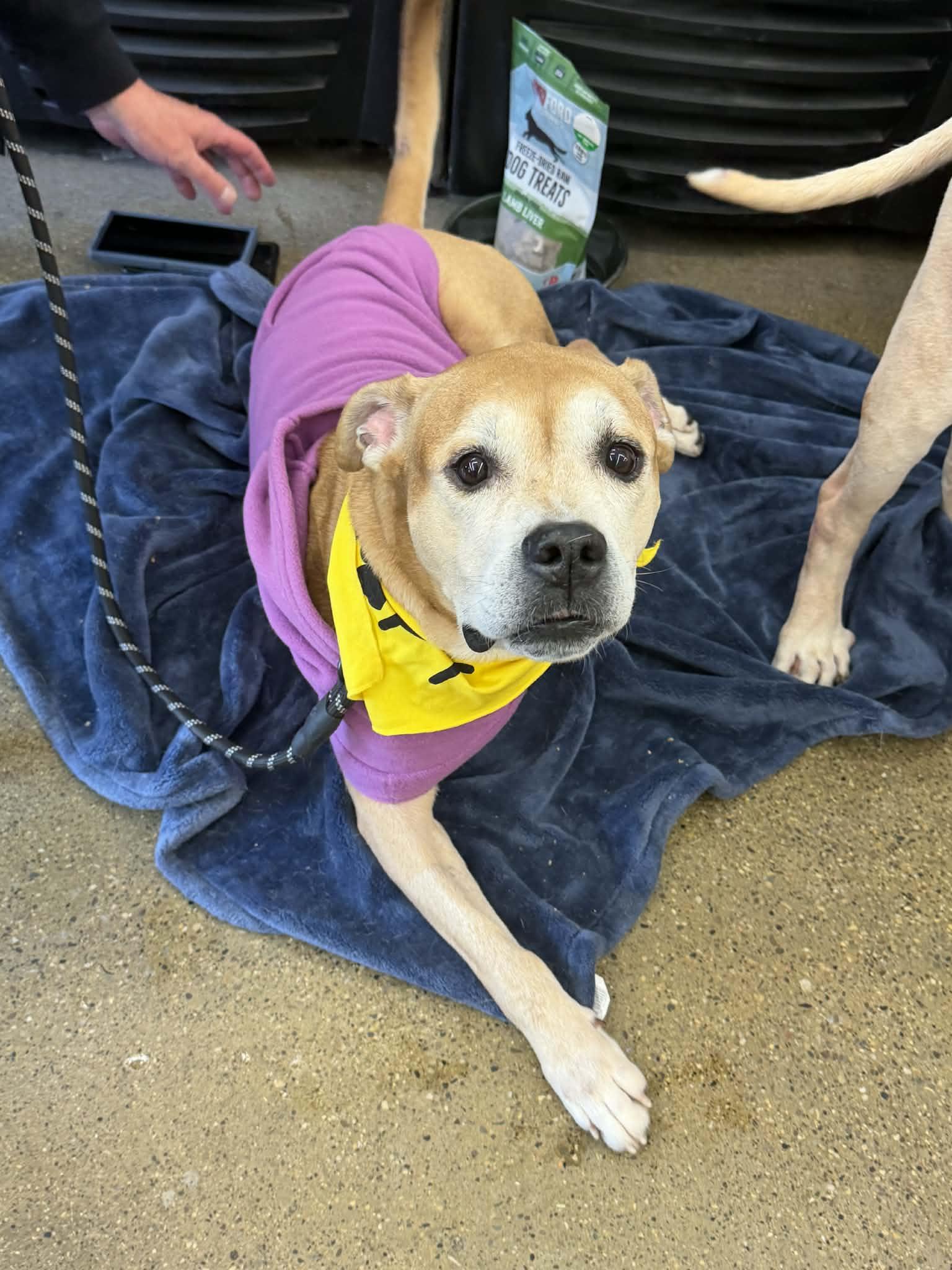 Enlarge Honey, a Adoptable Pit Bull Terrier in Troy, MI image 2/6