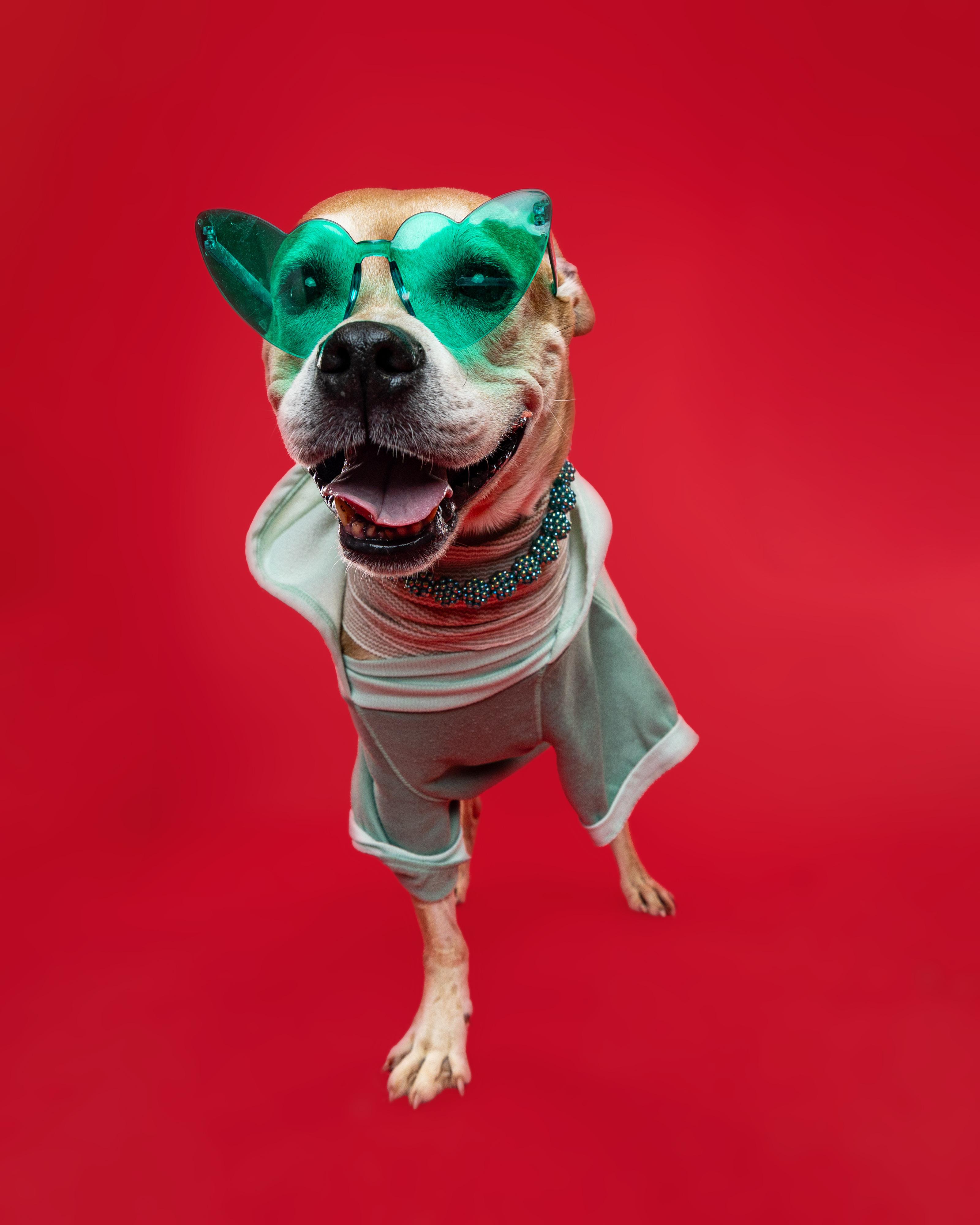 Honey, Adoptable, Senior Female Pit Bull Terrier.