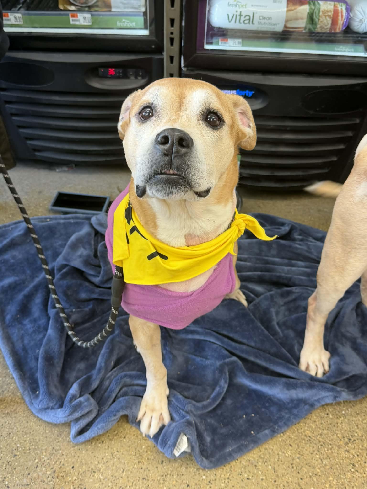 Enlarge Honey, a Adoptable Pit Bull Terrier in Troy, MI image 4/6