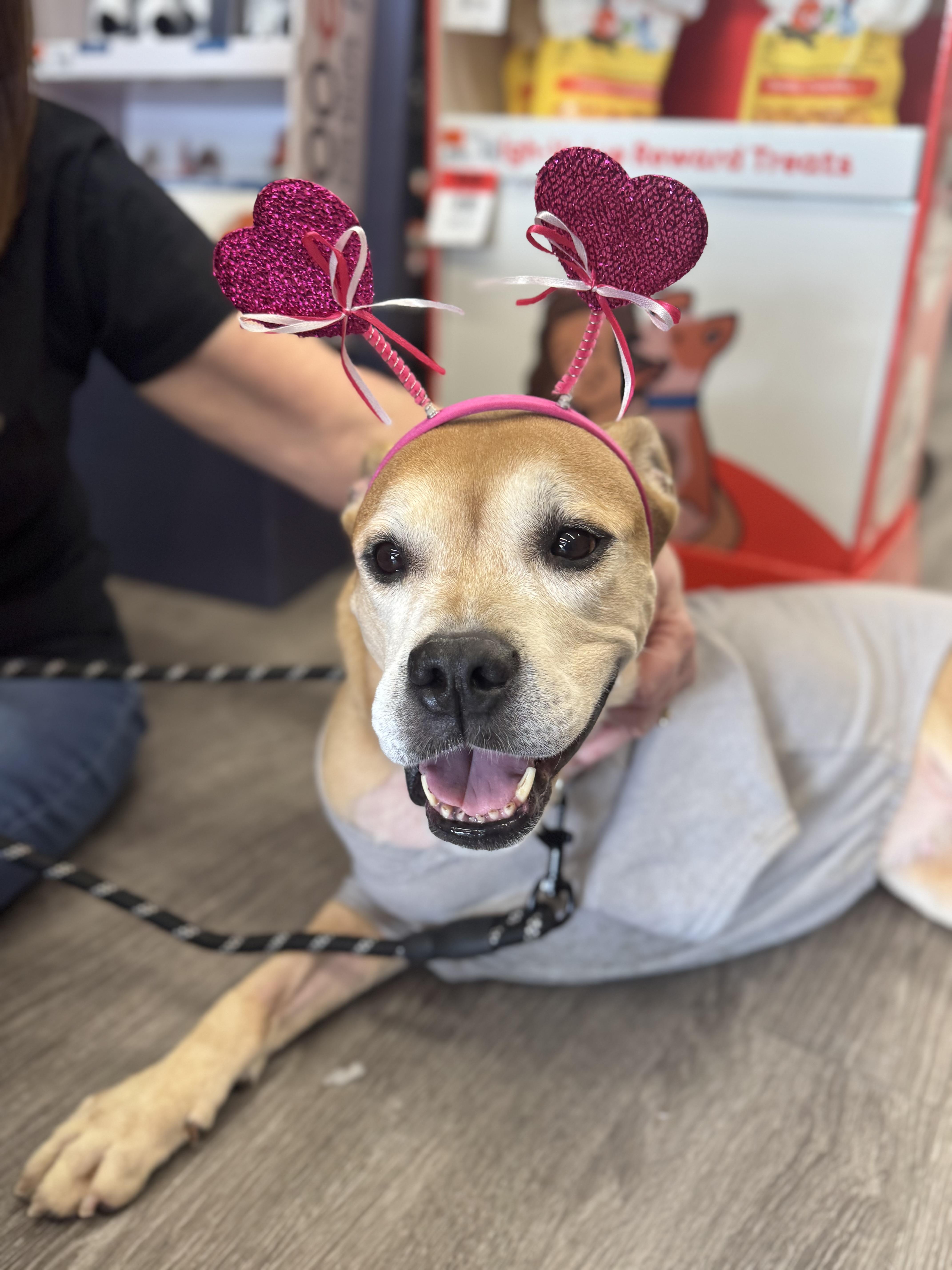 Enlarge Honey, a Adoptable Pit Bull Terrier in Troy, MI image 3/6