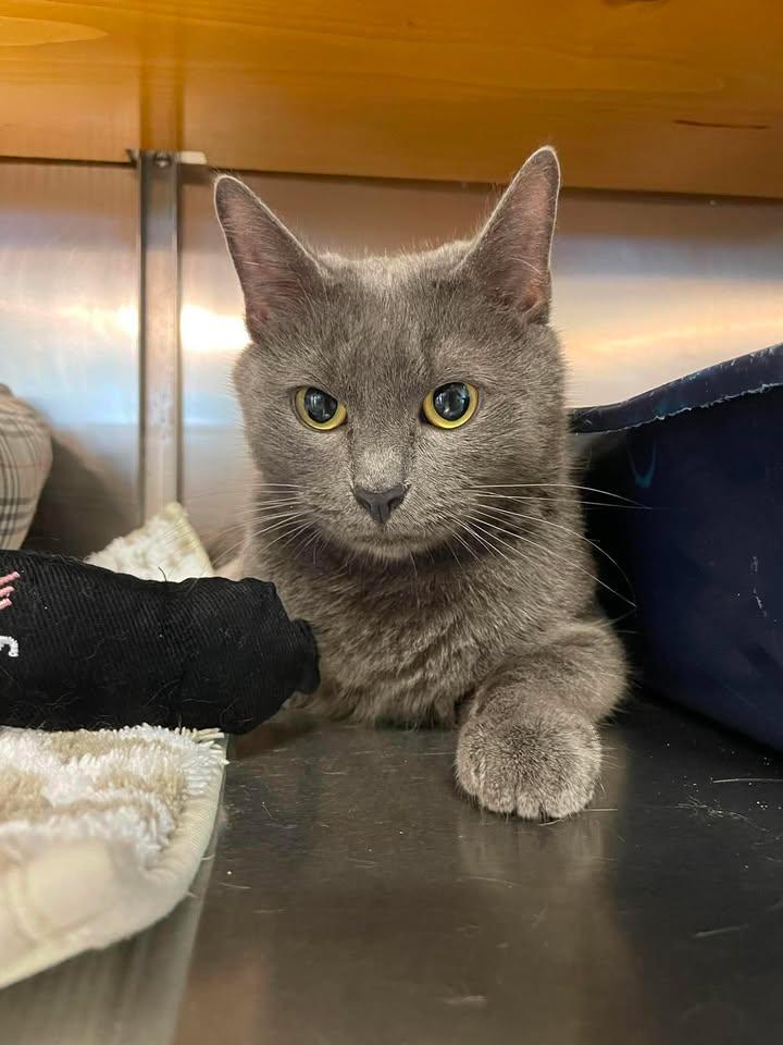 Zoe, ADOPTABLE, Adult Female Domestic Short Hair.
