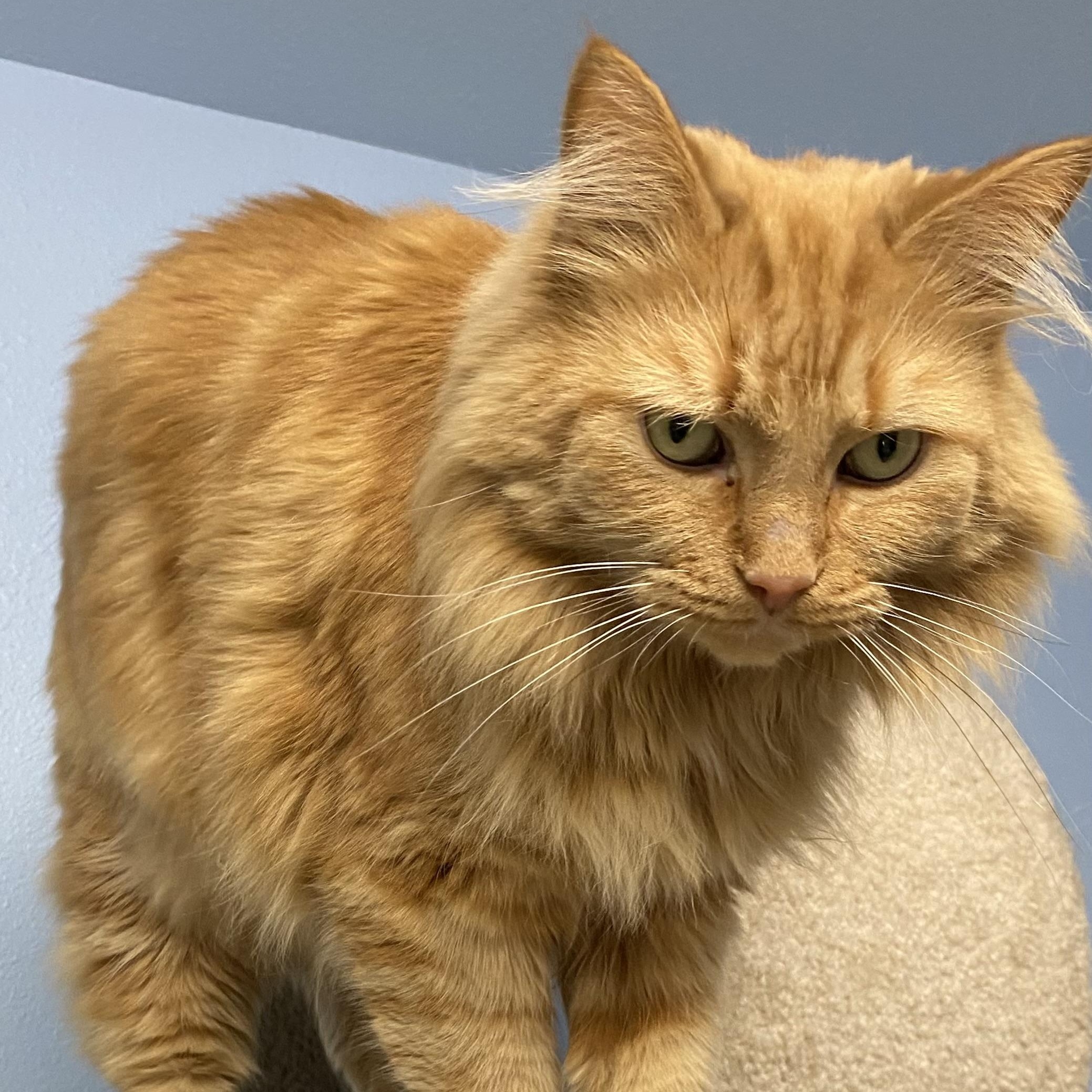 Enlarge Oliver, a ADOPTABLE Domestic Long Hair in Choteau, MT image 3/3