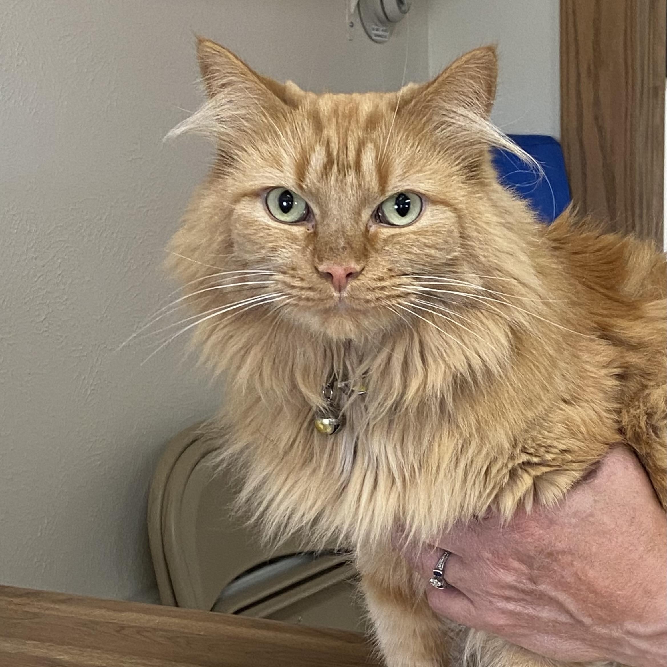 Oliver, a ADOPTABLE Domestic Long Hair in Choteau, MT image 2/2