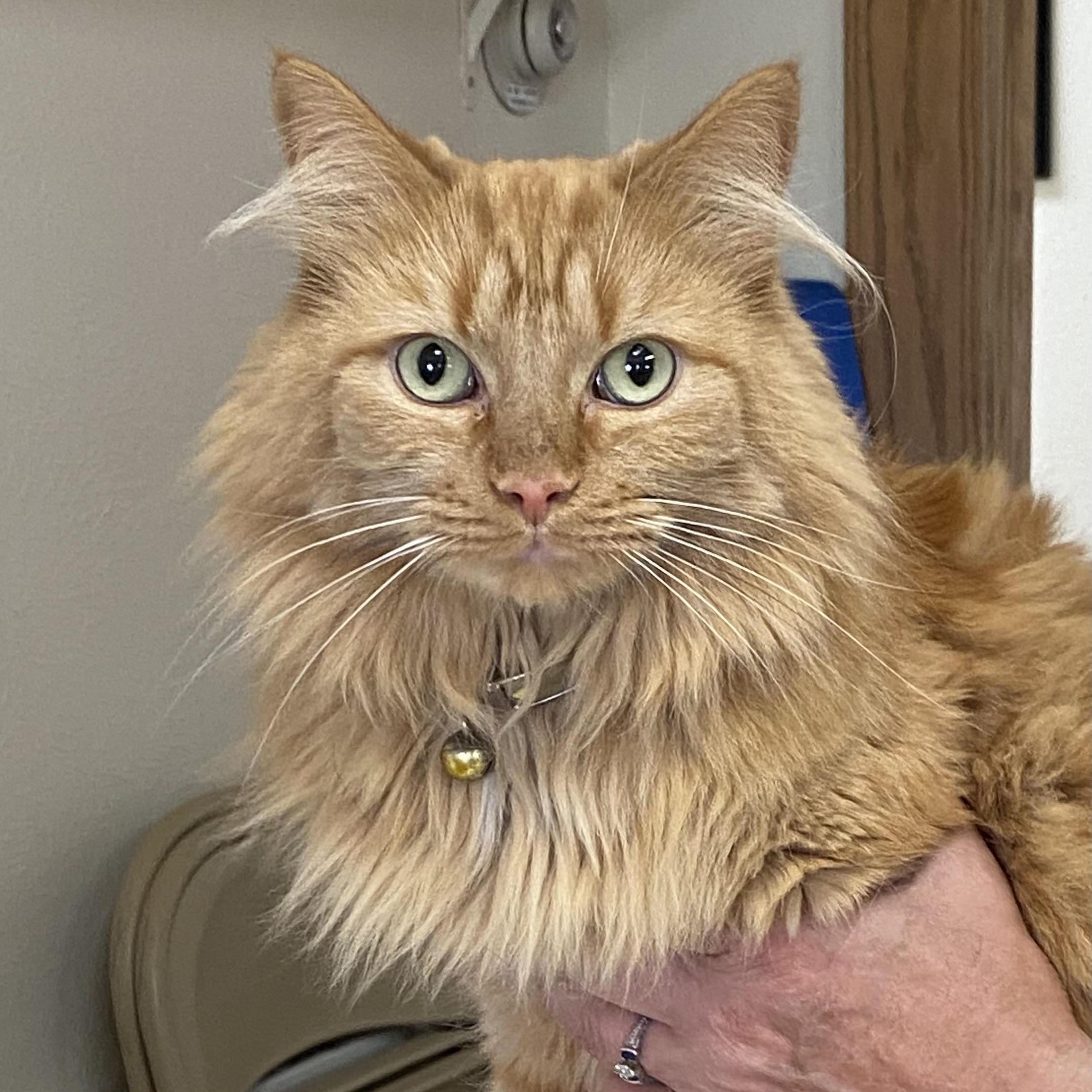Oliver, a ADOPTABLE Domestic Long Hair in Choteau, MT image 1/2
