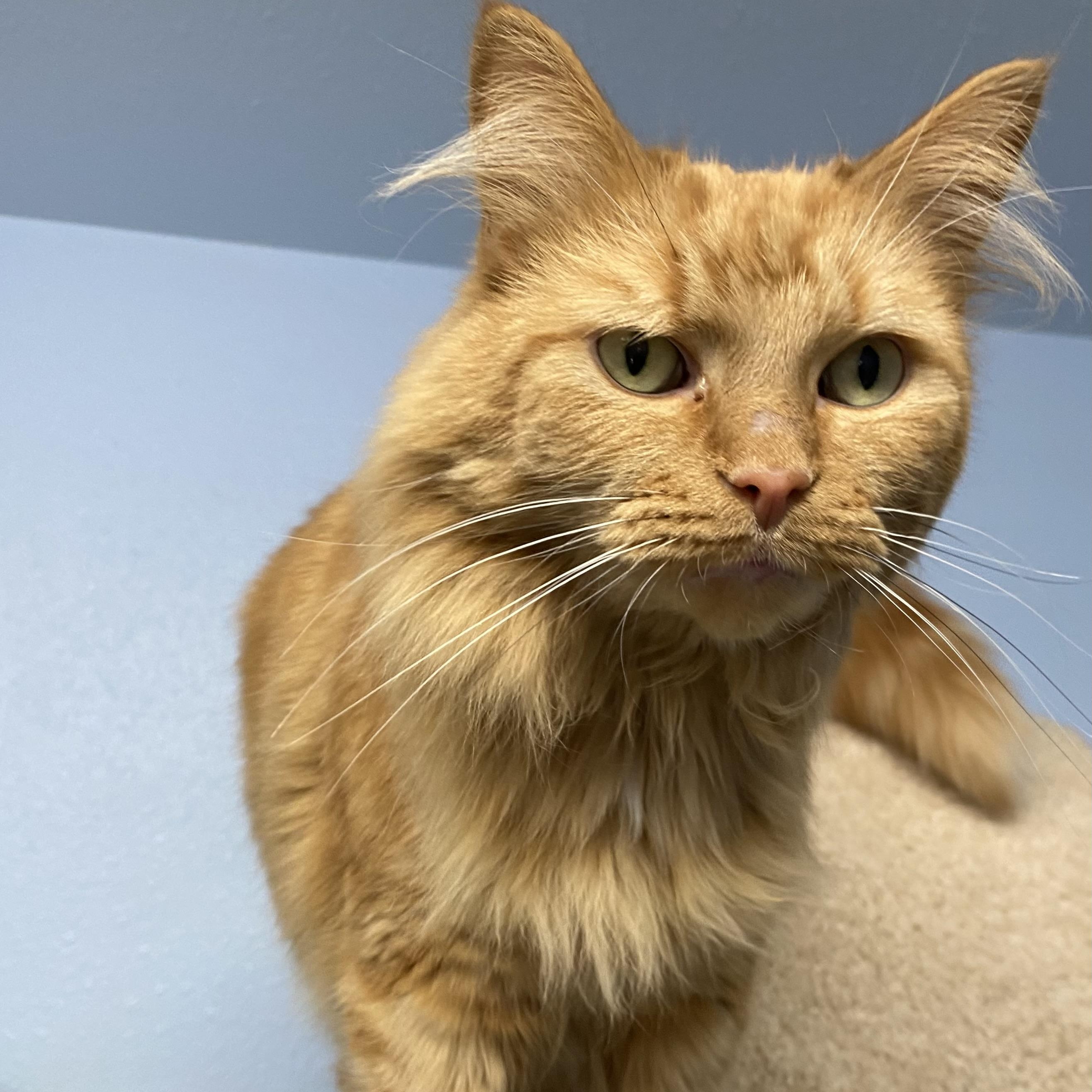 Oliver, ADOPTABLE, Adult Male Domestic Long Hair.