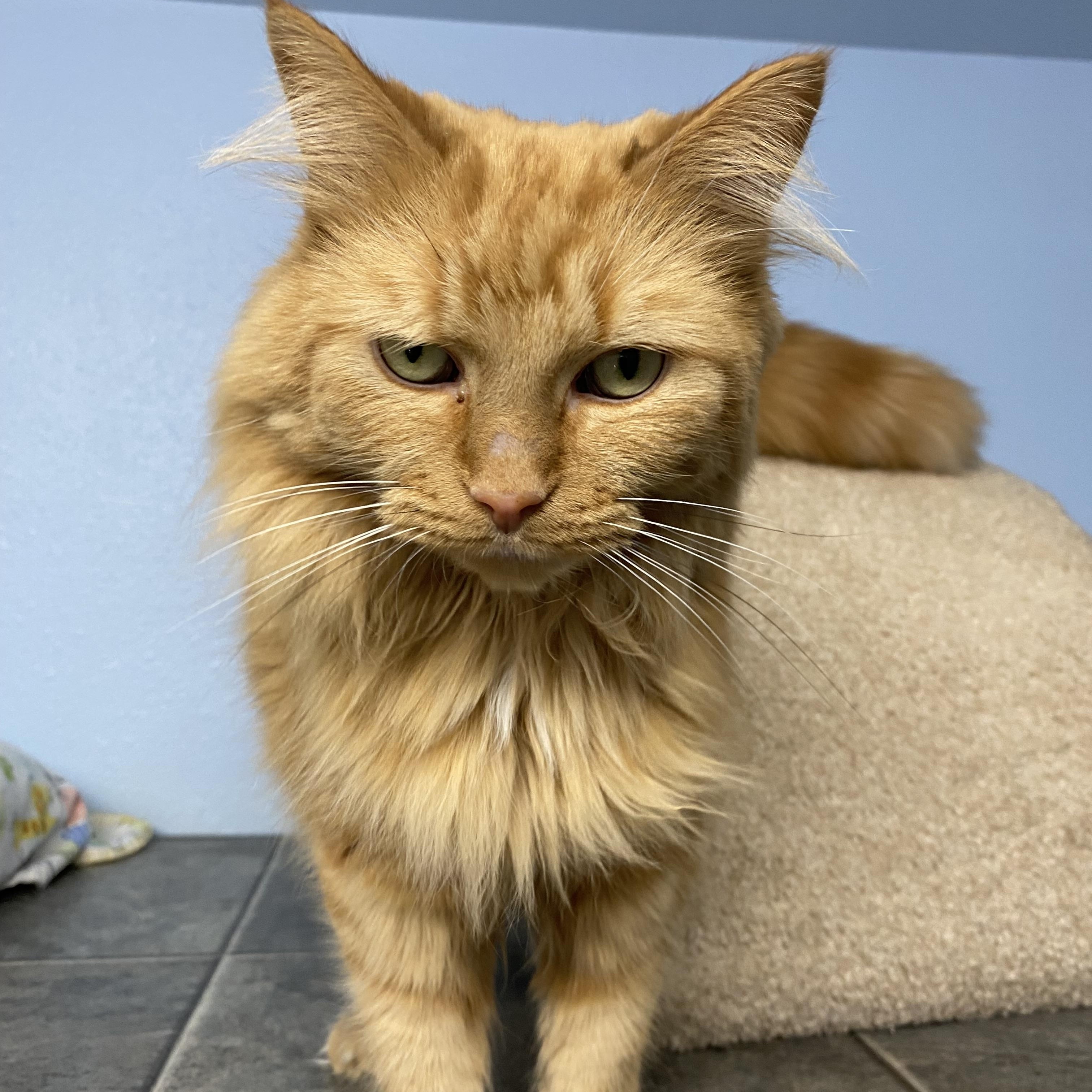 Enlarge Oliver, a ADOPTABLE Domestic Long Hair in Choteau, MT image 2/3