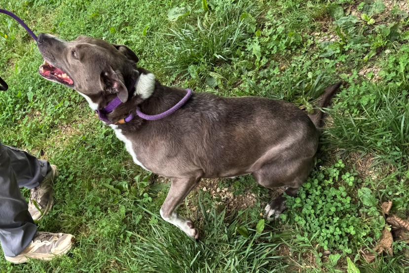 Enlarge Hayley, a Adoptable Terrier in Reeds Spring, MO image 2/2