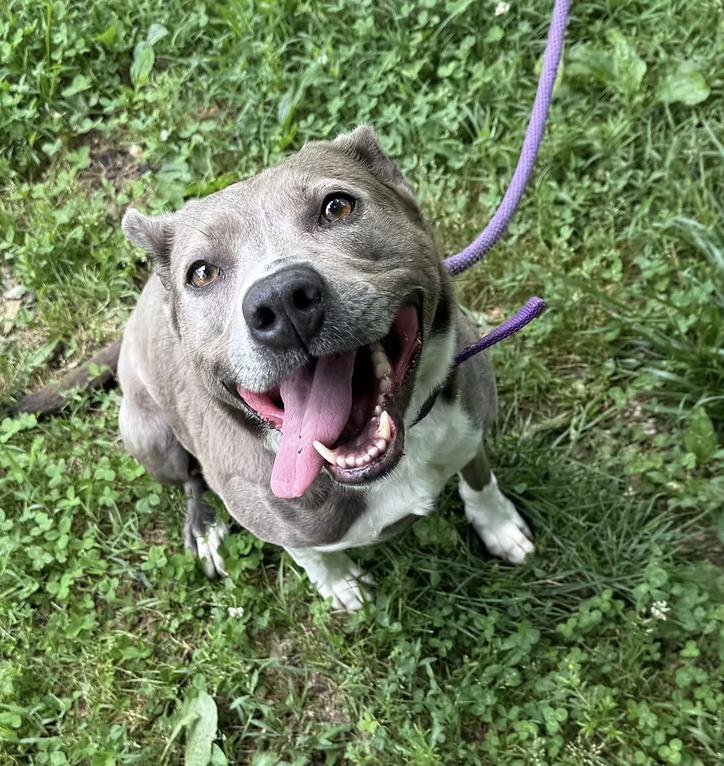 Hayley, Adoptable, Adult Female Terrier.