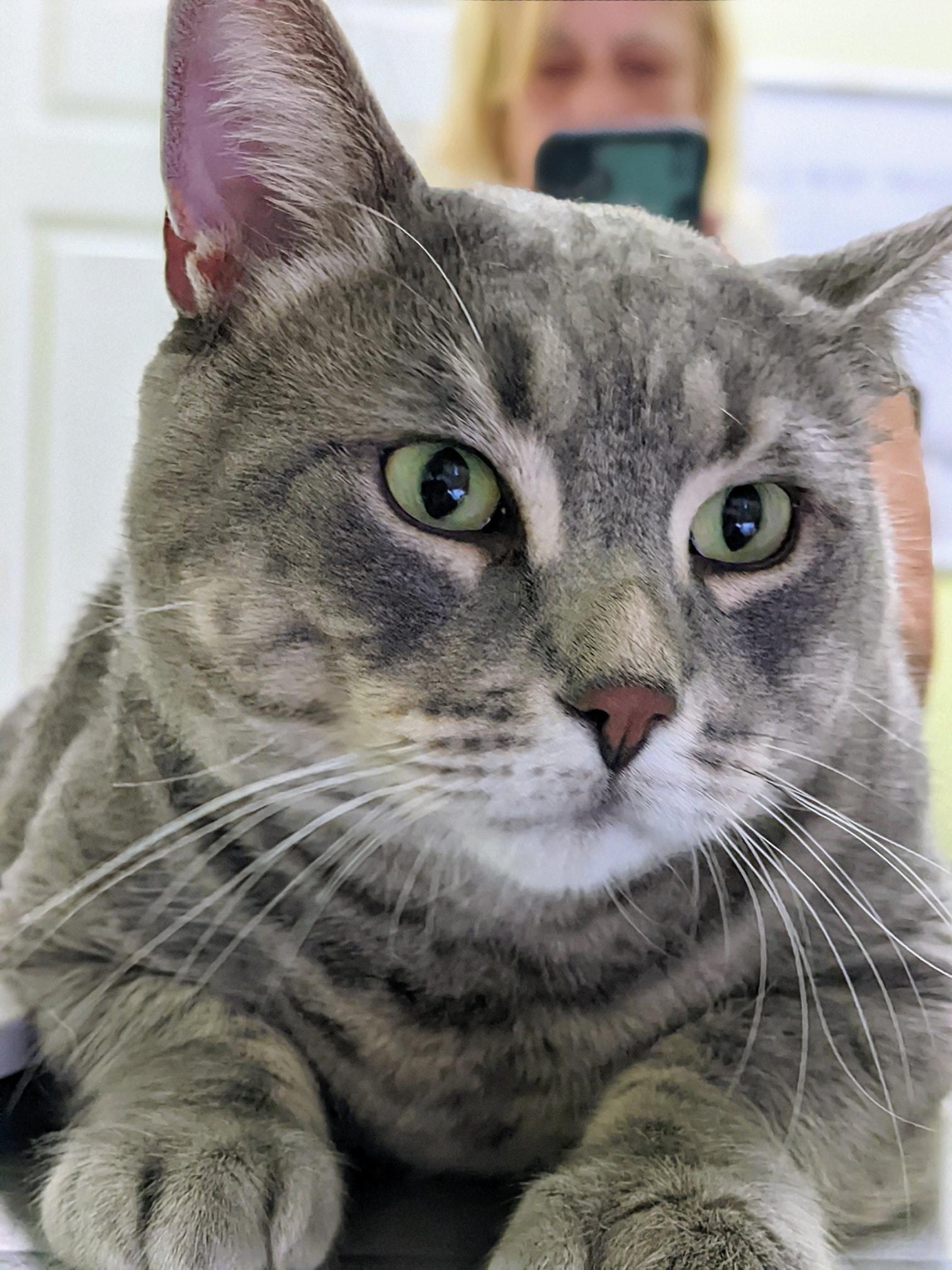 Enlarge Charlie, a Adopted Domestic Short Hair in Toronto, ON image 1/5