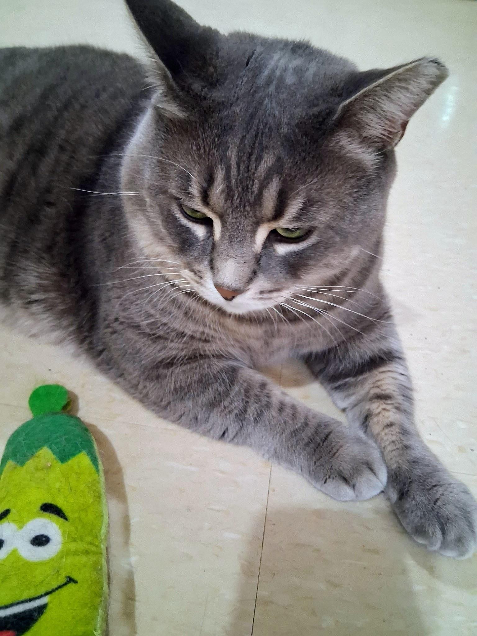 Enlarge Charlie, a Adopted Domestic Short Hair in Toronto, ON image 5/5