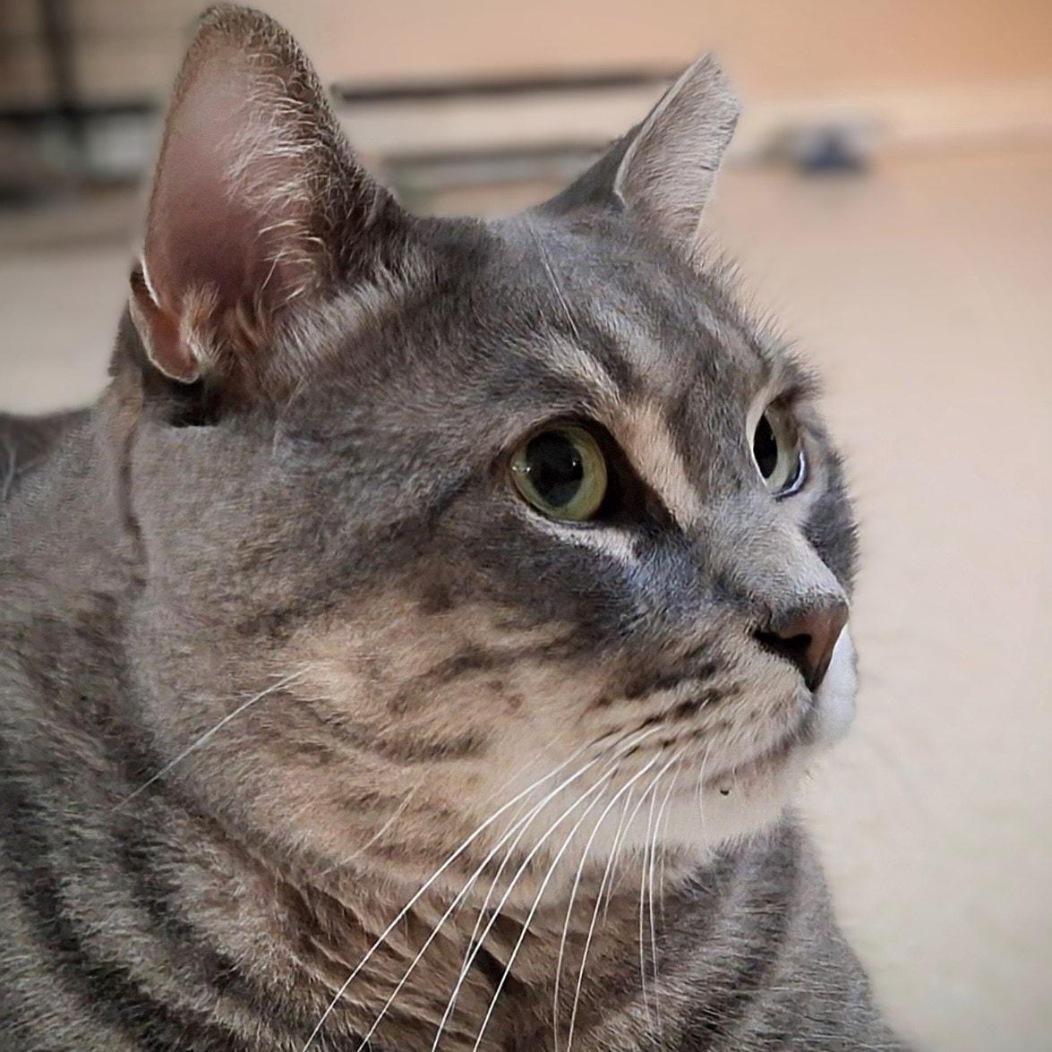 Enlarge Charlie, a Adopted Domestic Short Hair in Toronto, ON image 4/5