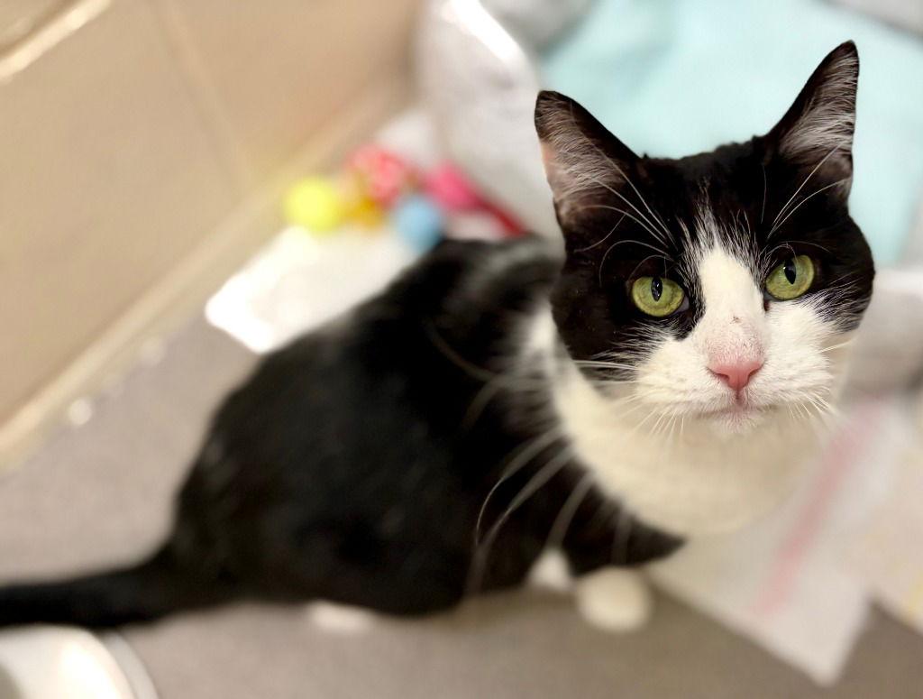 Tuna, Adoptable, Adult Female Domestic Short Hair.