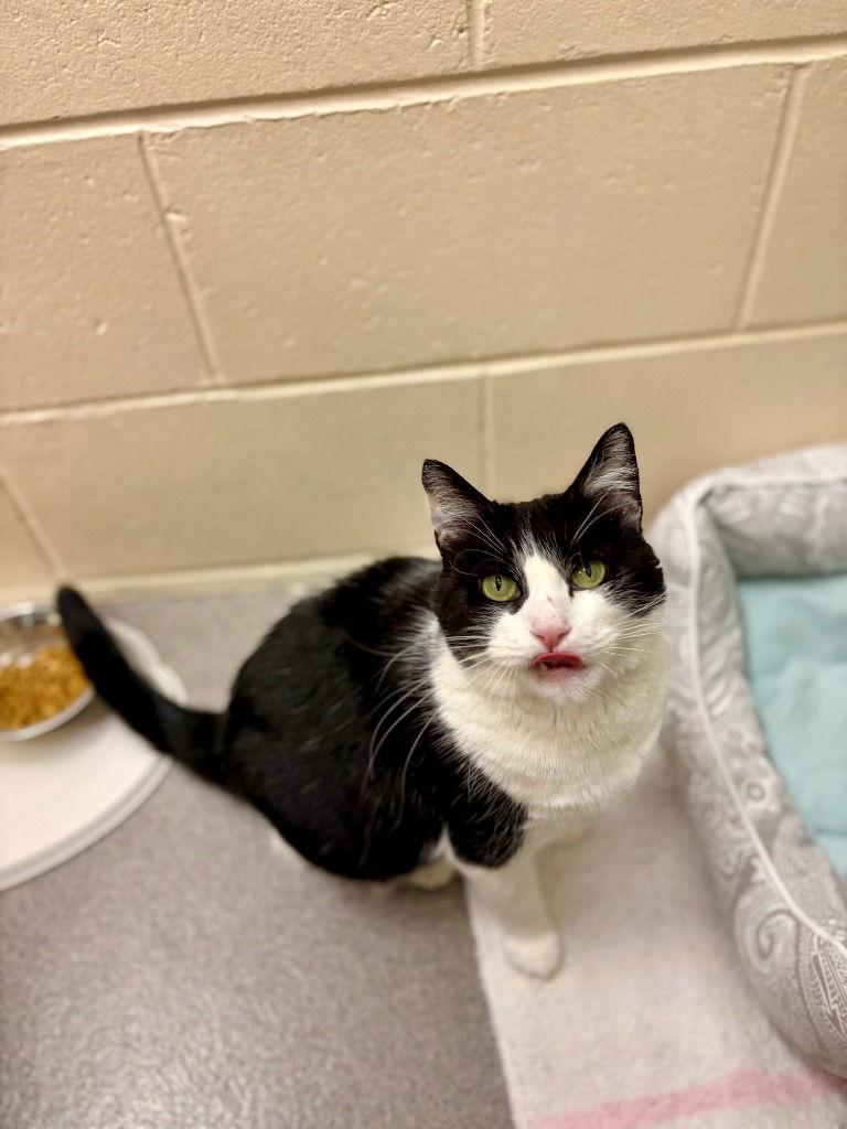 Enlarge Tuna, a Adoptable Domestic Short Hair in Sayreville, NJ image 2/3