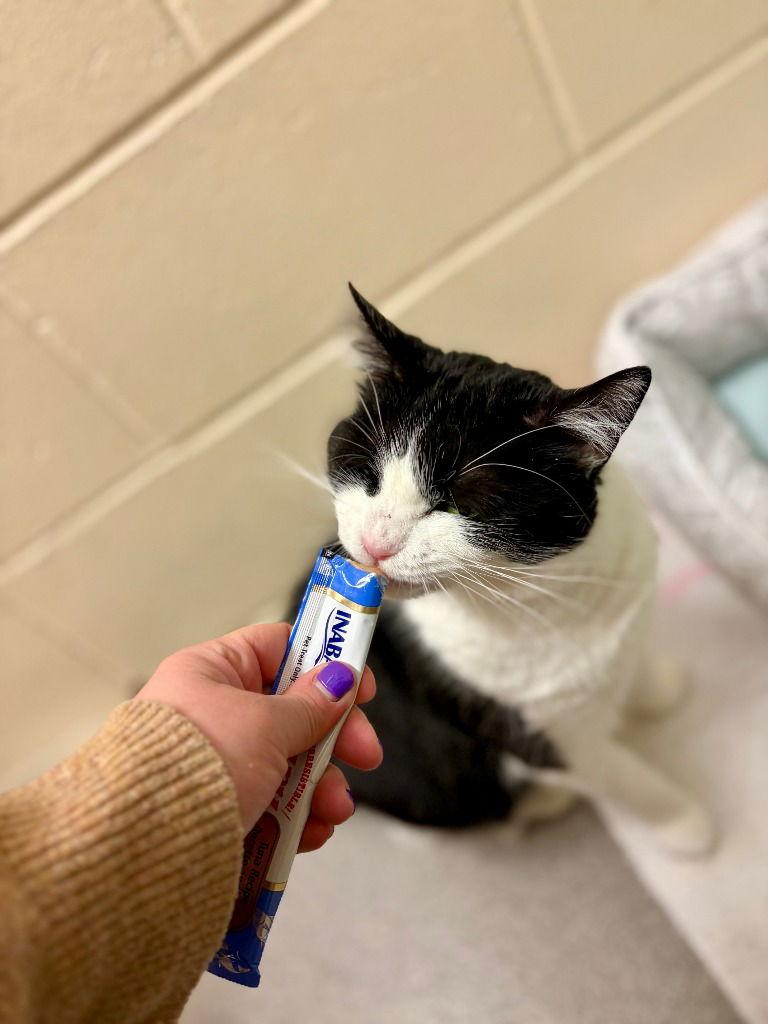 Enlarge Tuna, a Adoptable Domestic Short Hair in Sayreville, NJ image 3/3