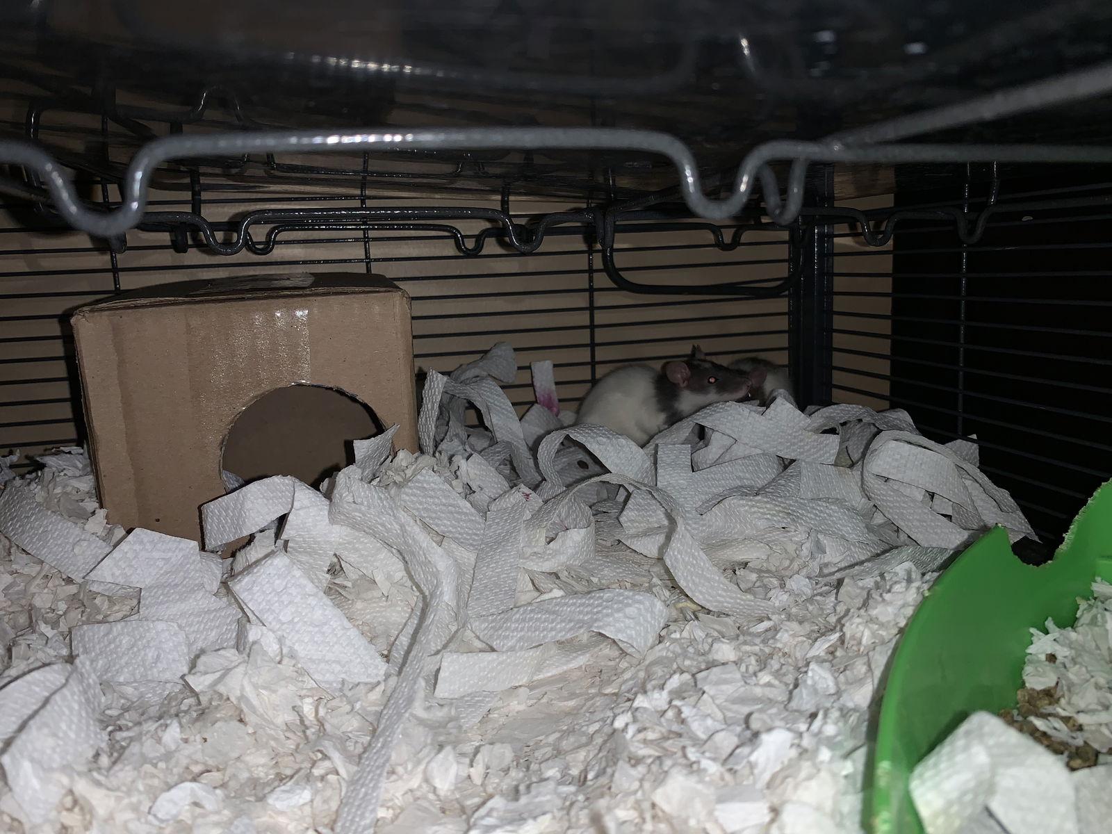 Waffles, Luna & Dottie, Adoptable, Young Female Rat.