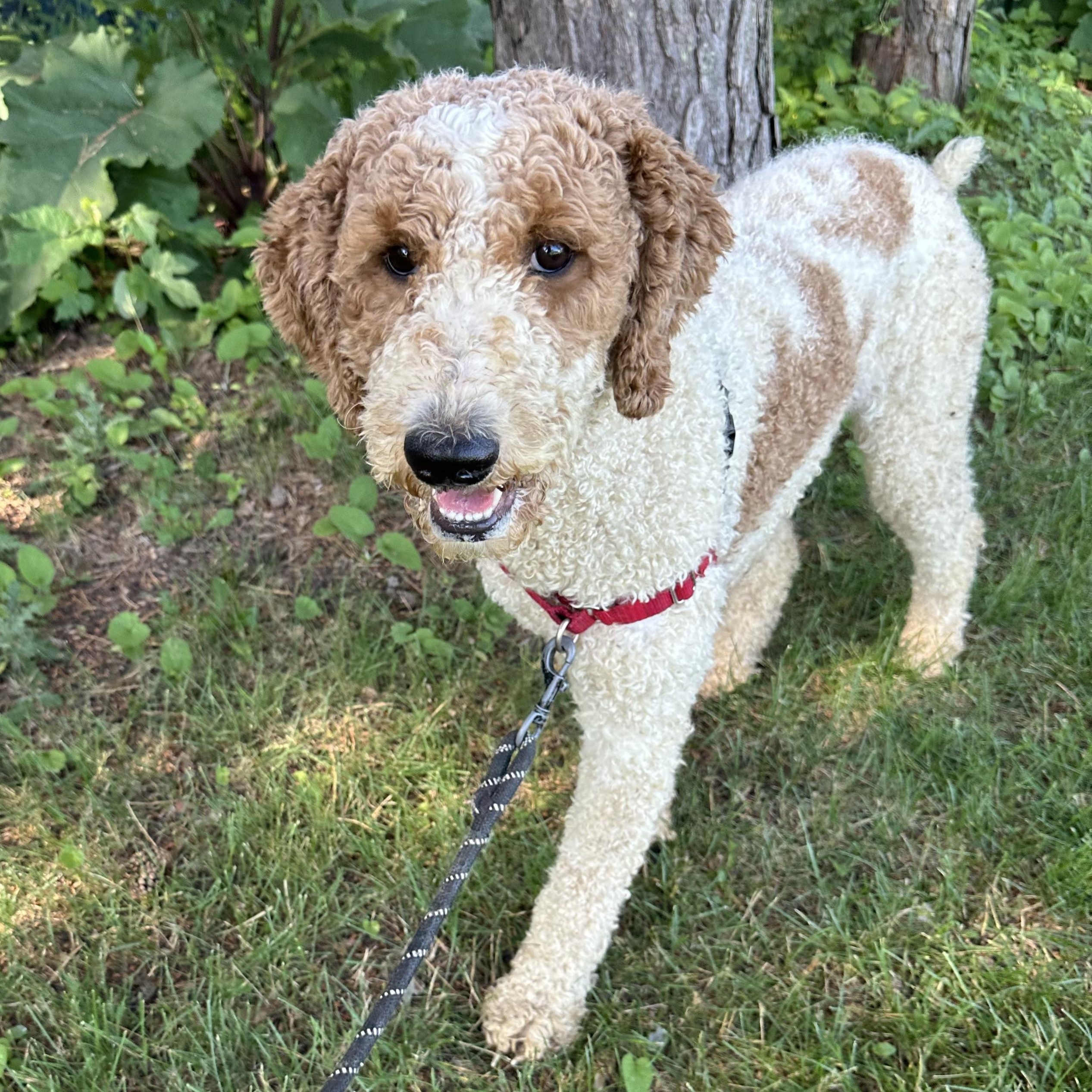 Renley - Foster Home Needed 3
