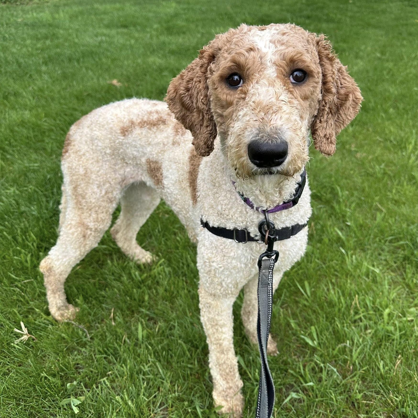 Renley - Foster Home Needed