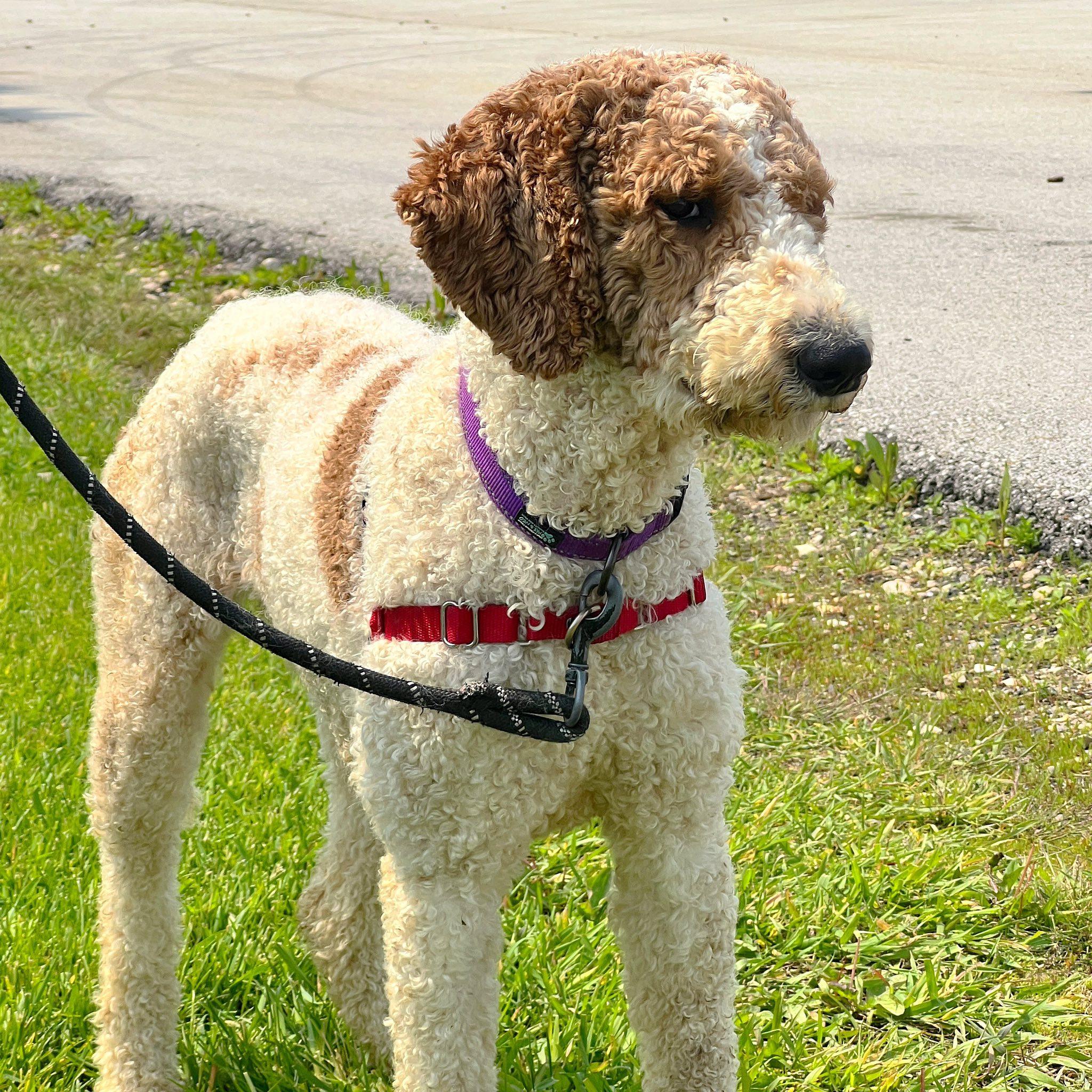 Renley - Foster Home Needed 5