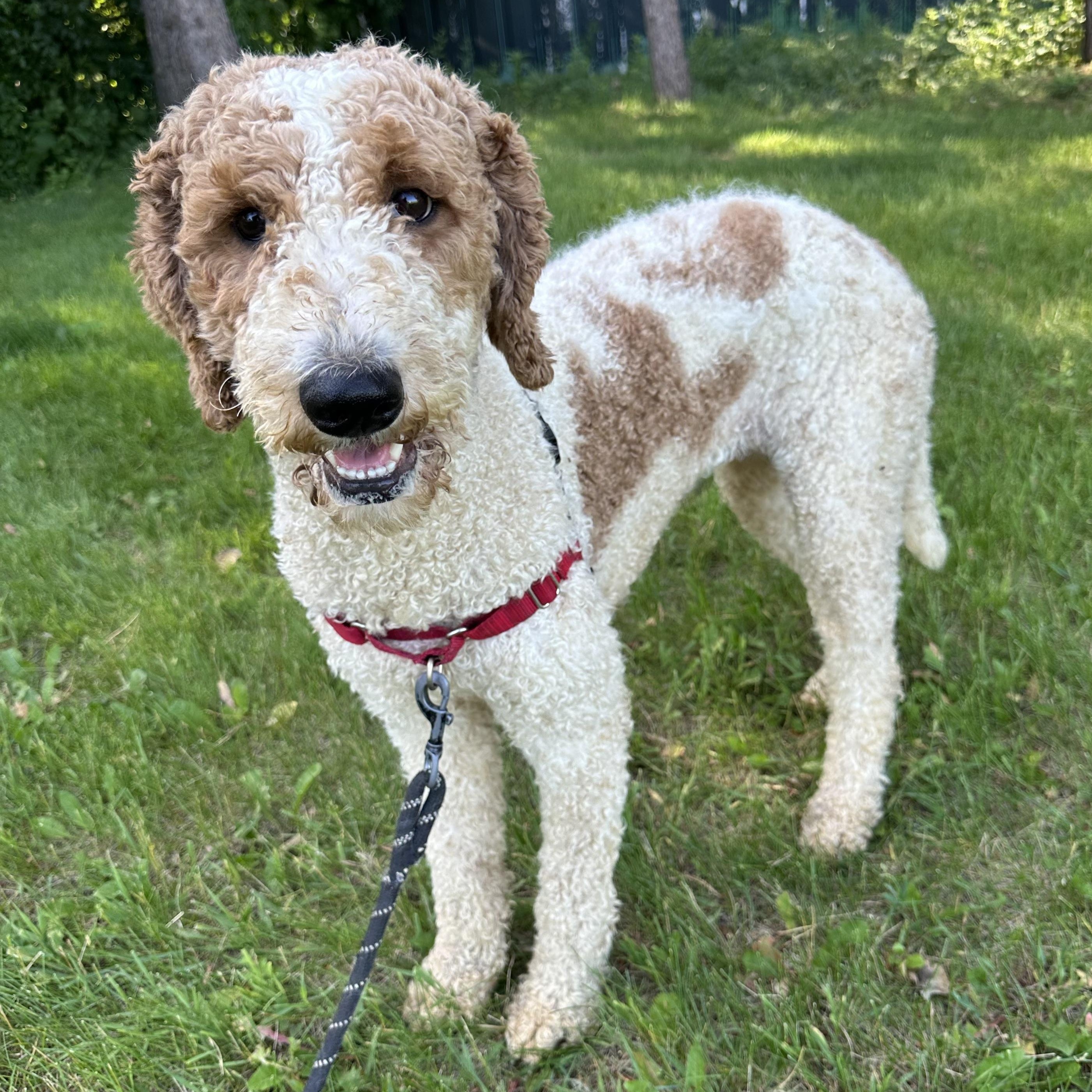 Renley - Foster Home Needed 2