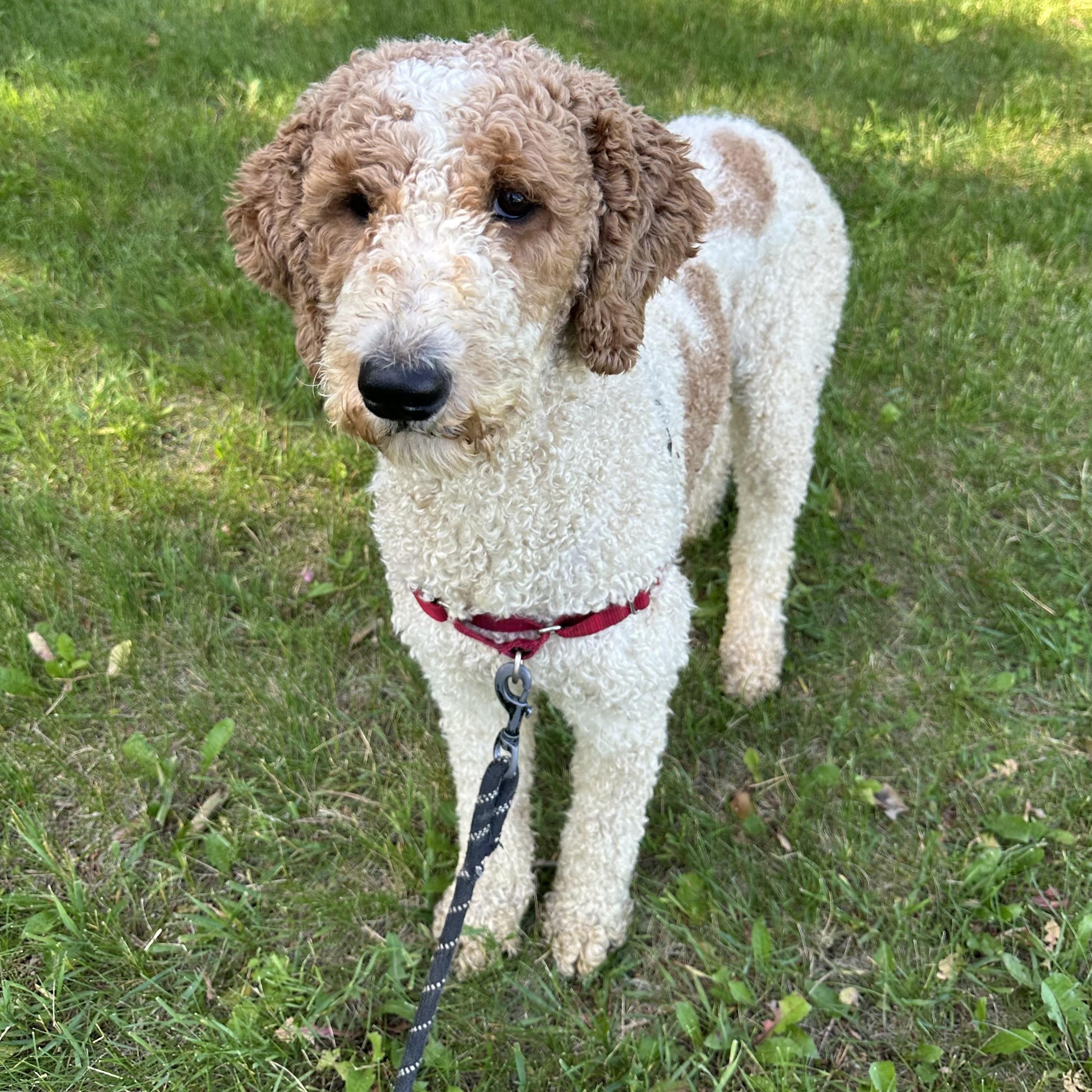 Renley - Foster Home Needed 4
