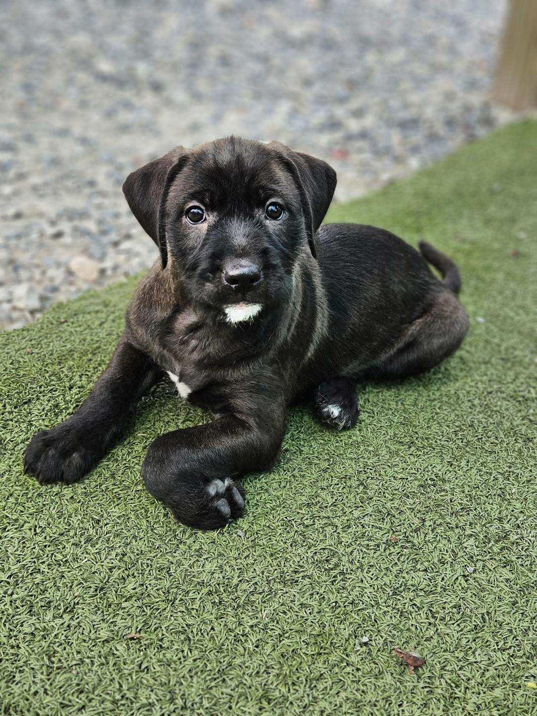 Doodle mix Pups, adopted, Puppy Female Labradoodle & Labrador Retriever.