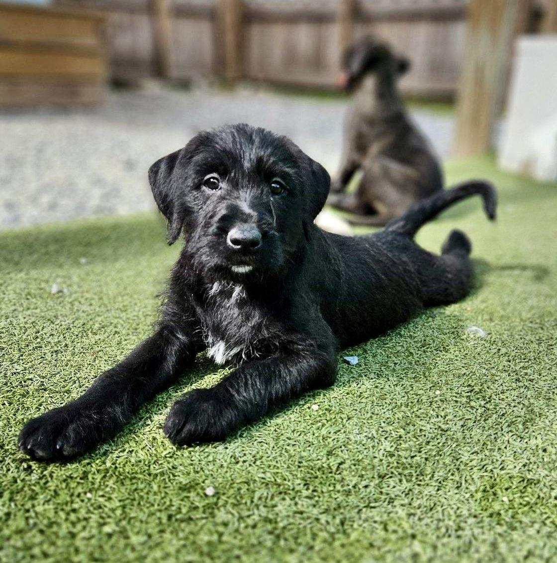 Doodle mix Pups, an adopted mixed breed in Jacksonville, FL image 2/5