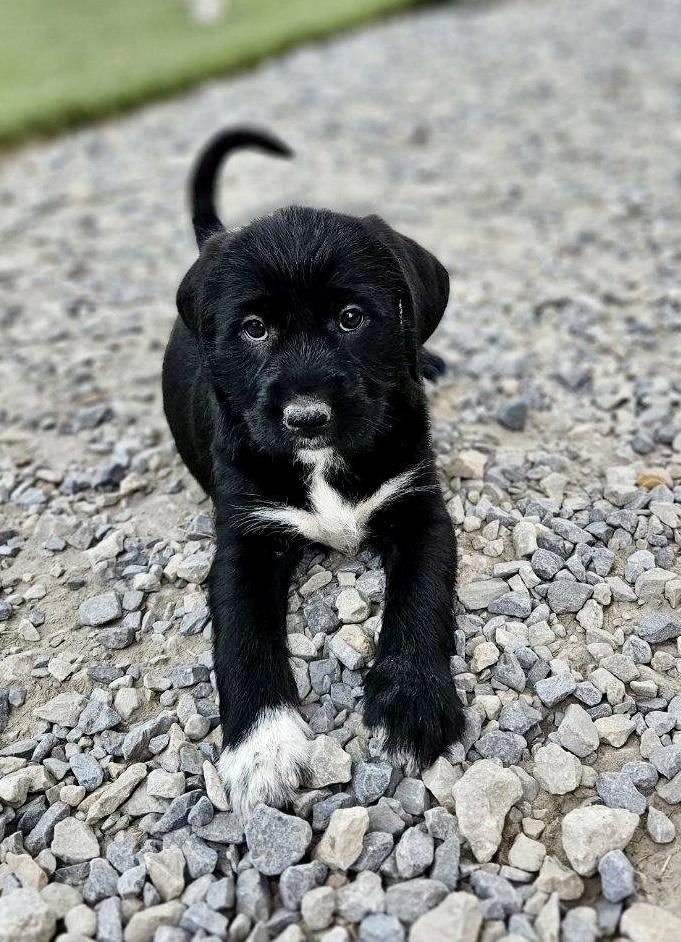 Doodle mix Pups, an adopted mixed breed in Jacksonville, FL image 3/5